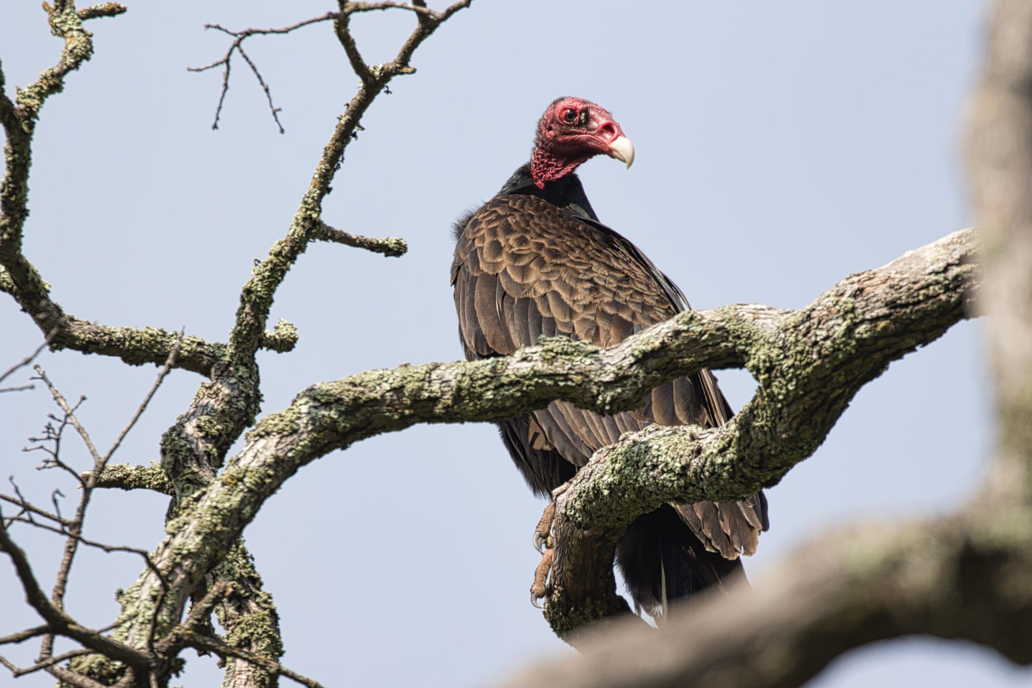 Turkey Vulture | Rancho Murieta Online
