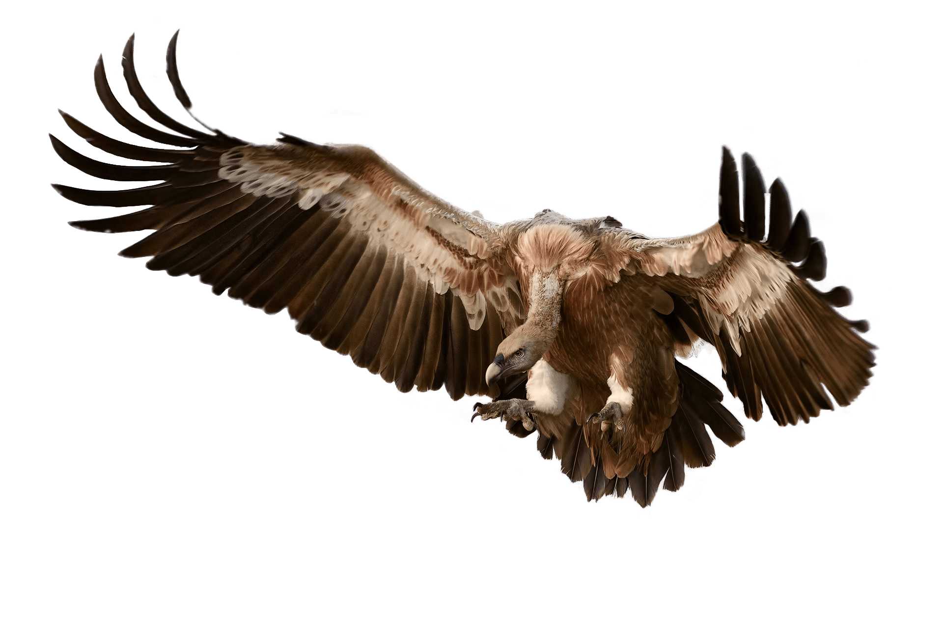 Vulture Attacking Its Prey transparent PNG - StickPNG