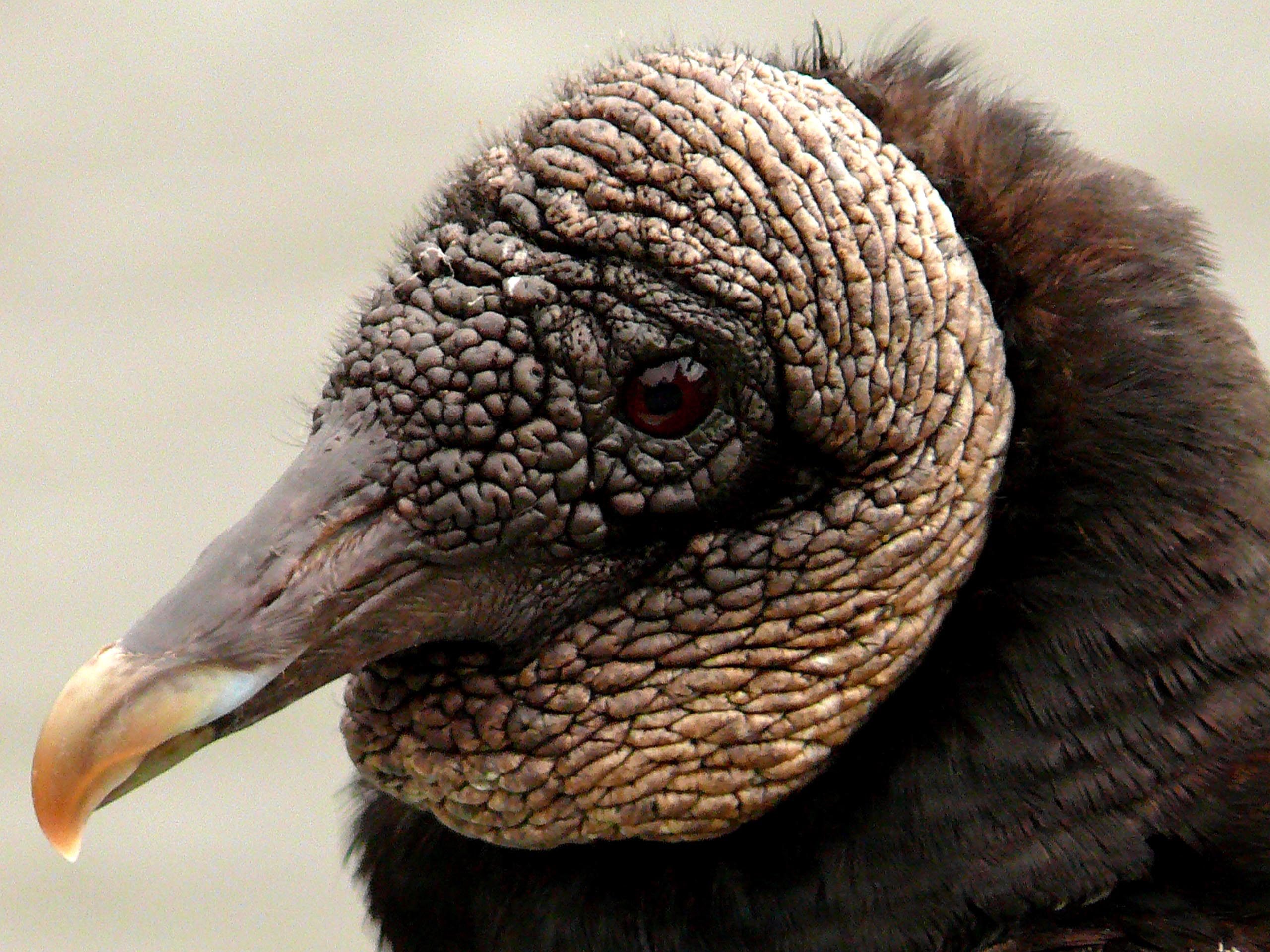 Vultures remarkably tolerant to deadly bacteria, study reveals ...