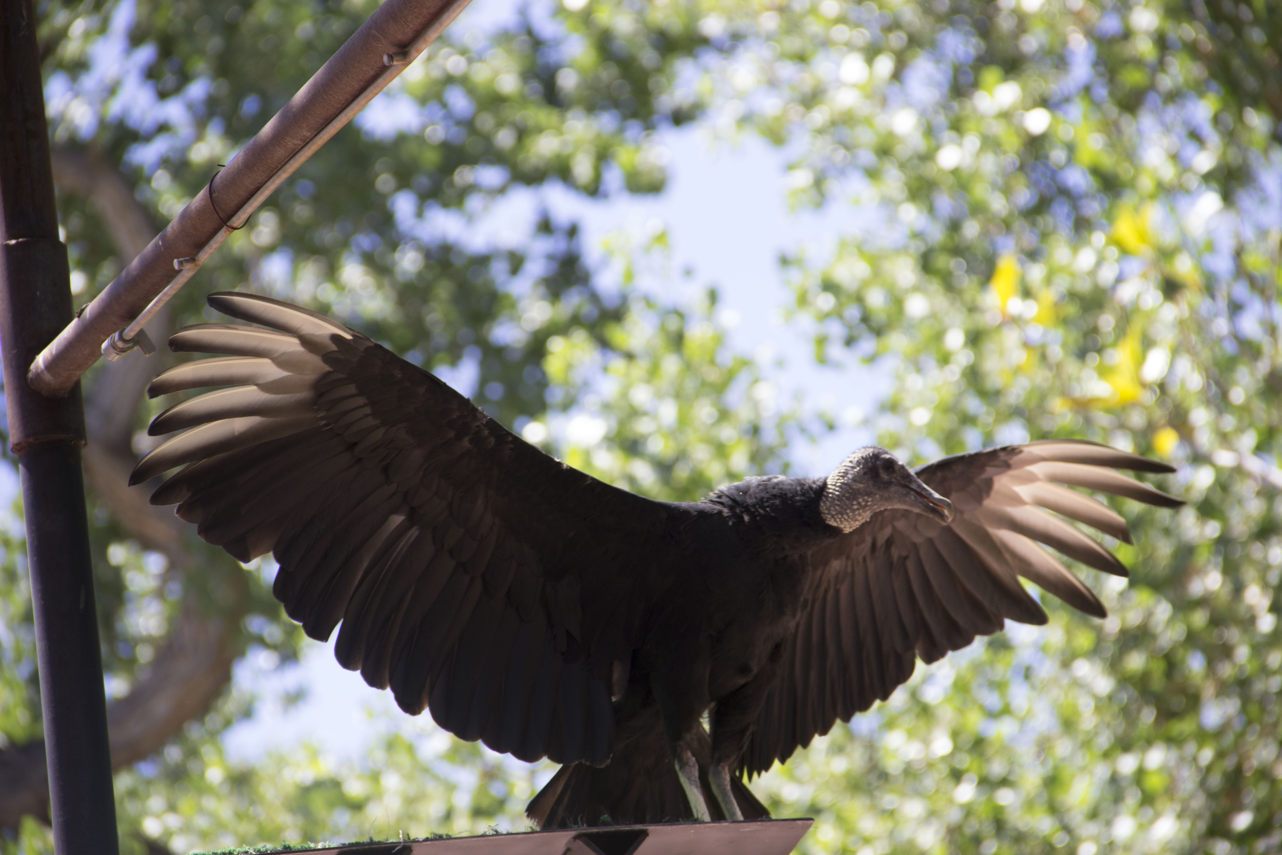 International Vulture Awareness Day — City of Albuquerque