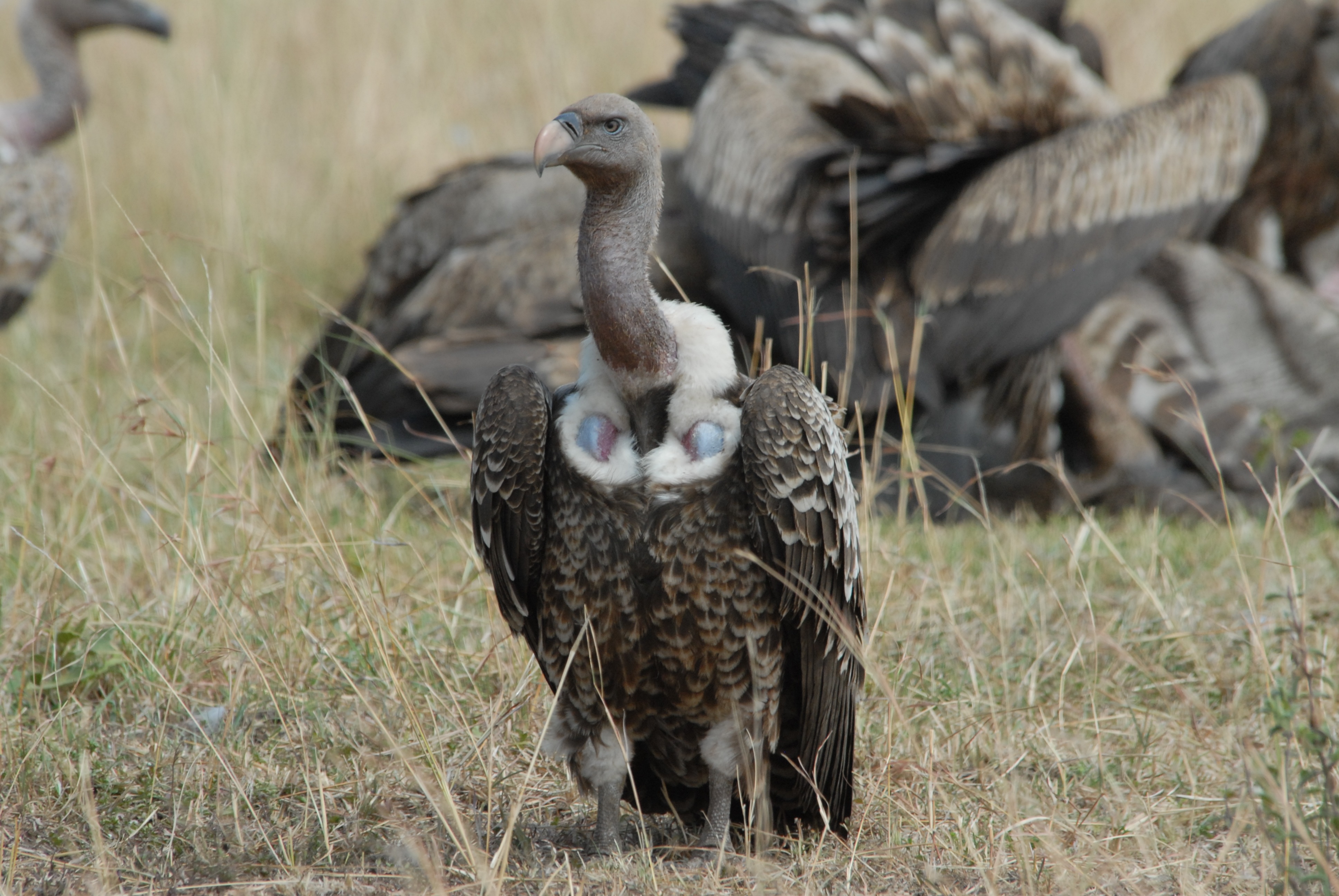 Wild vulture photo