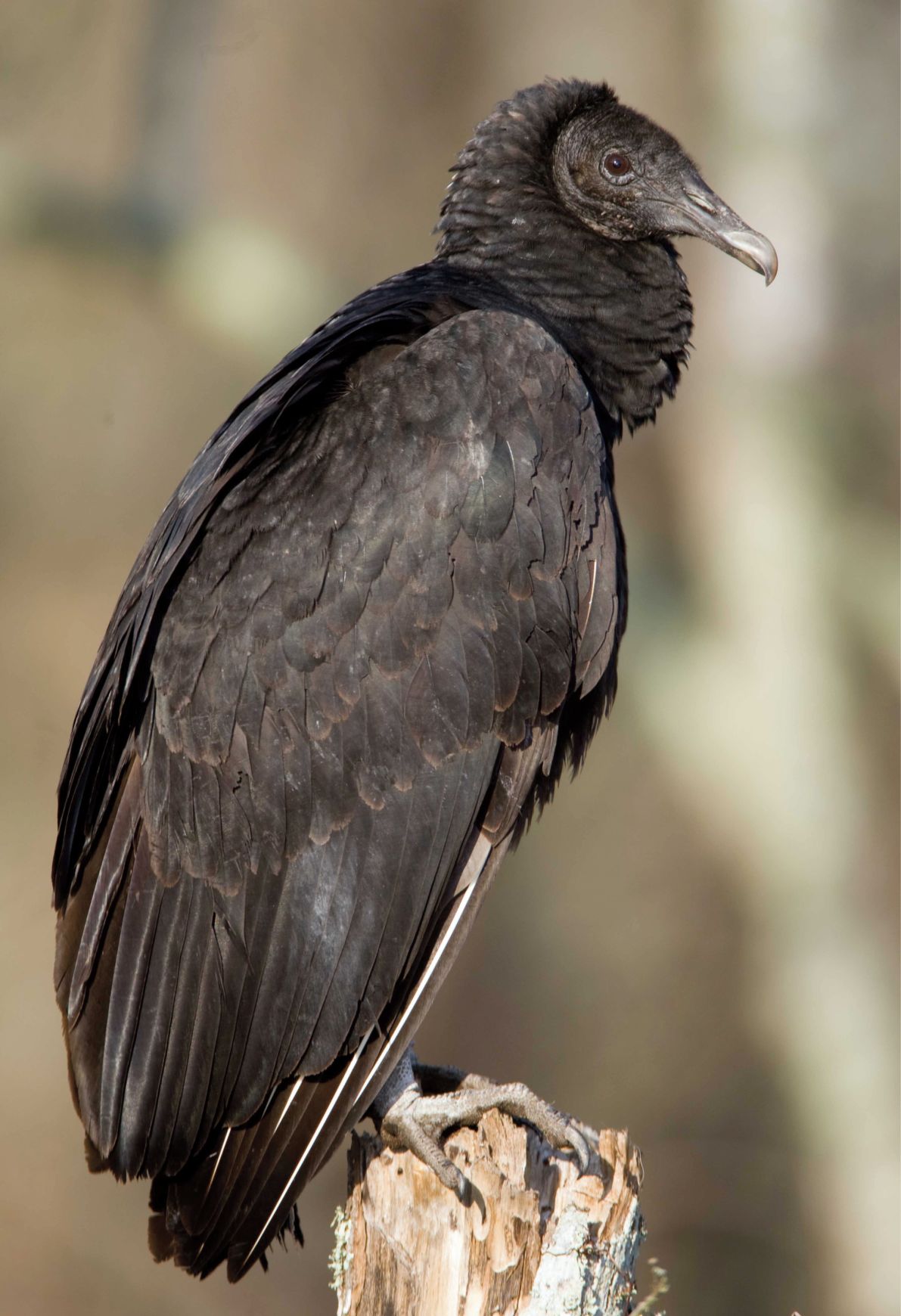 Vultures play vital role | Home And Garden | victoriaadvocate.com