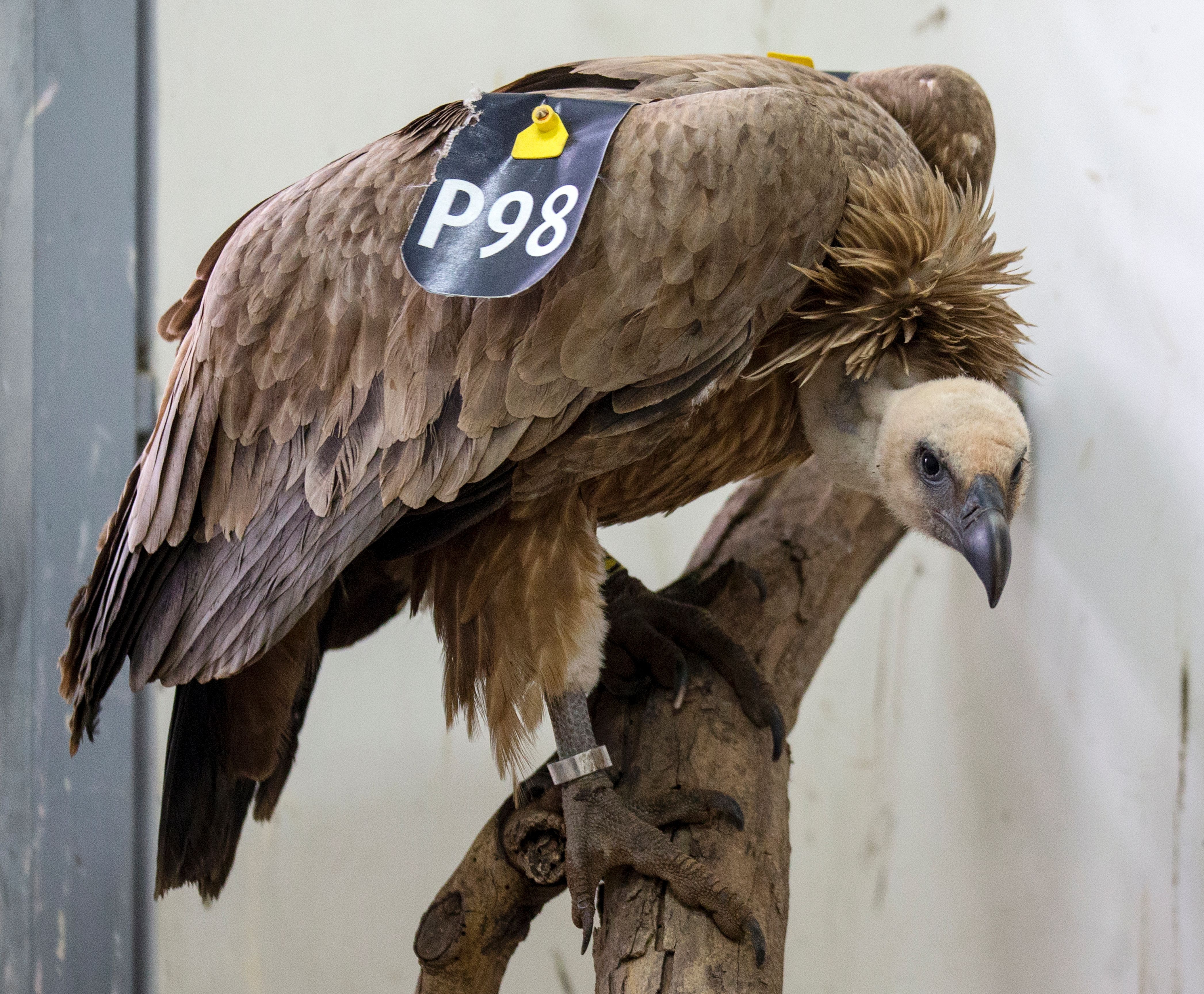 Lebanon Returns Israeli Vulture Suspected of Spying | Time