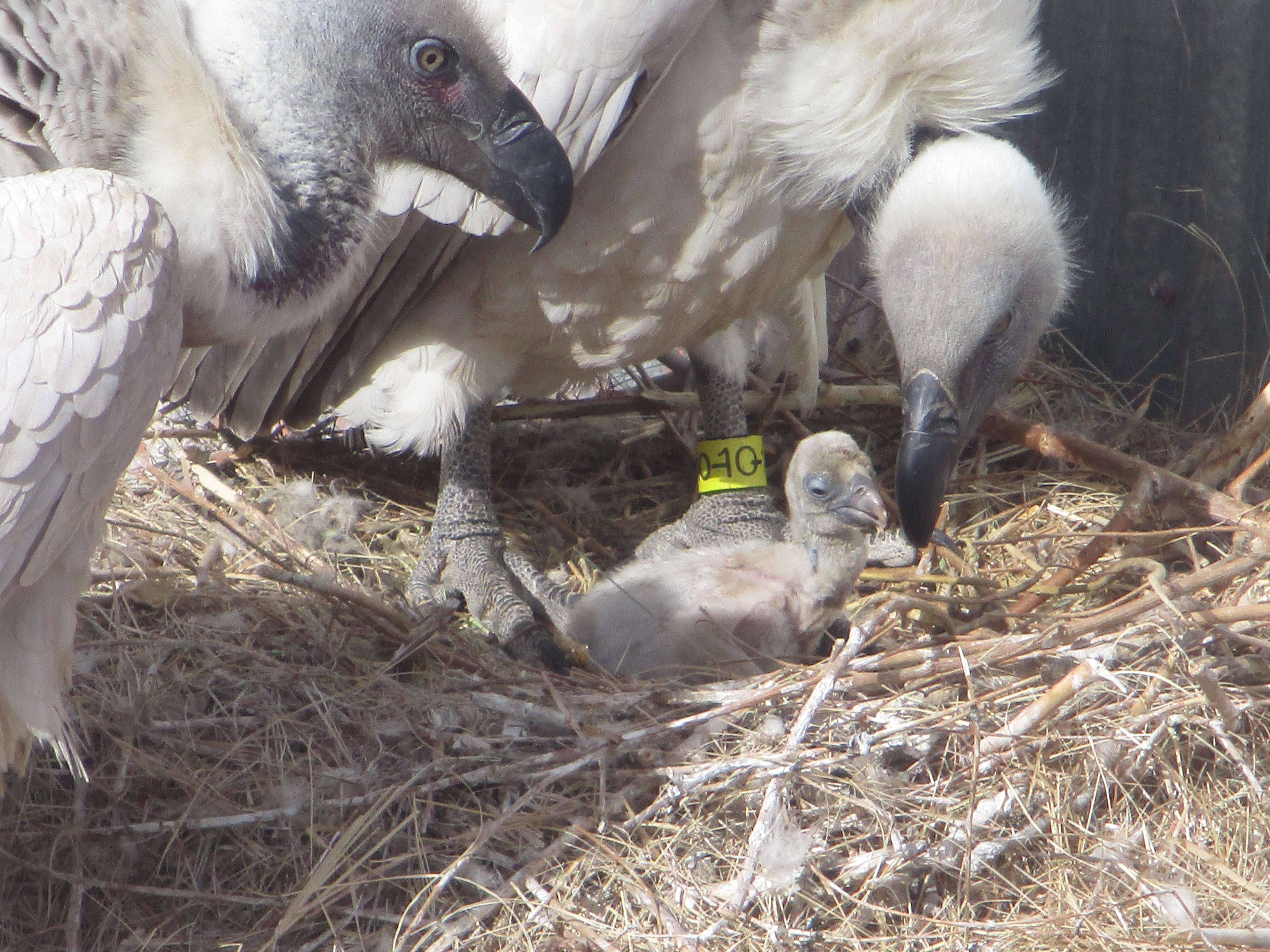 New Vulture Chick at the Zoo — City of Albuquerque