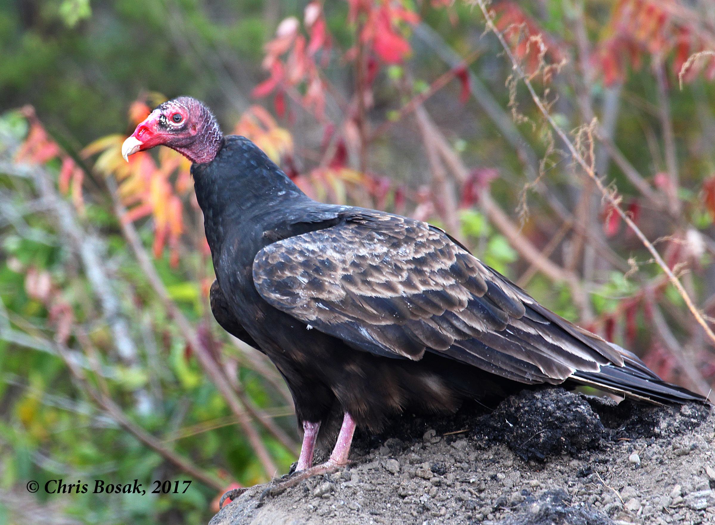 Vultures | Birds of New England.com