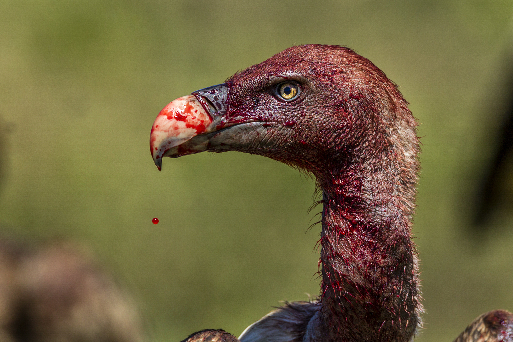 Why Africa's Vultures Are 