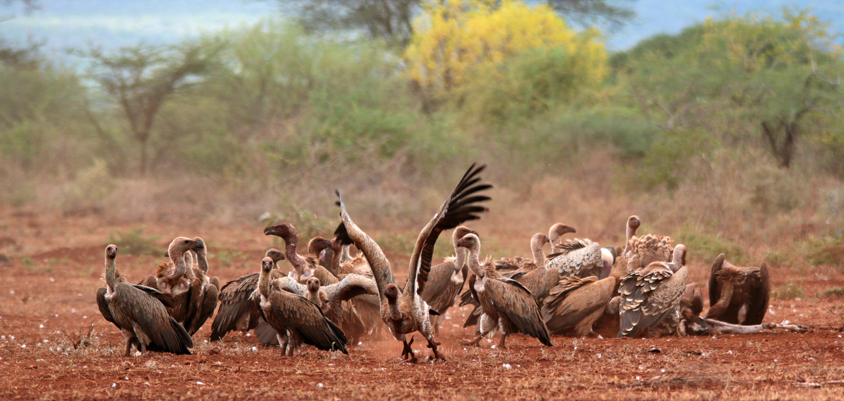 Into a Vulture Lover's Paradise – National Geographic Blog