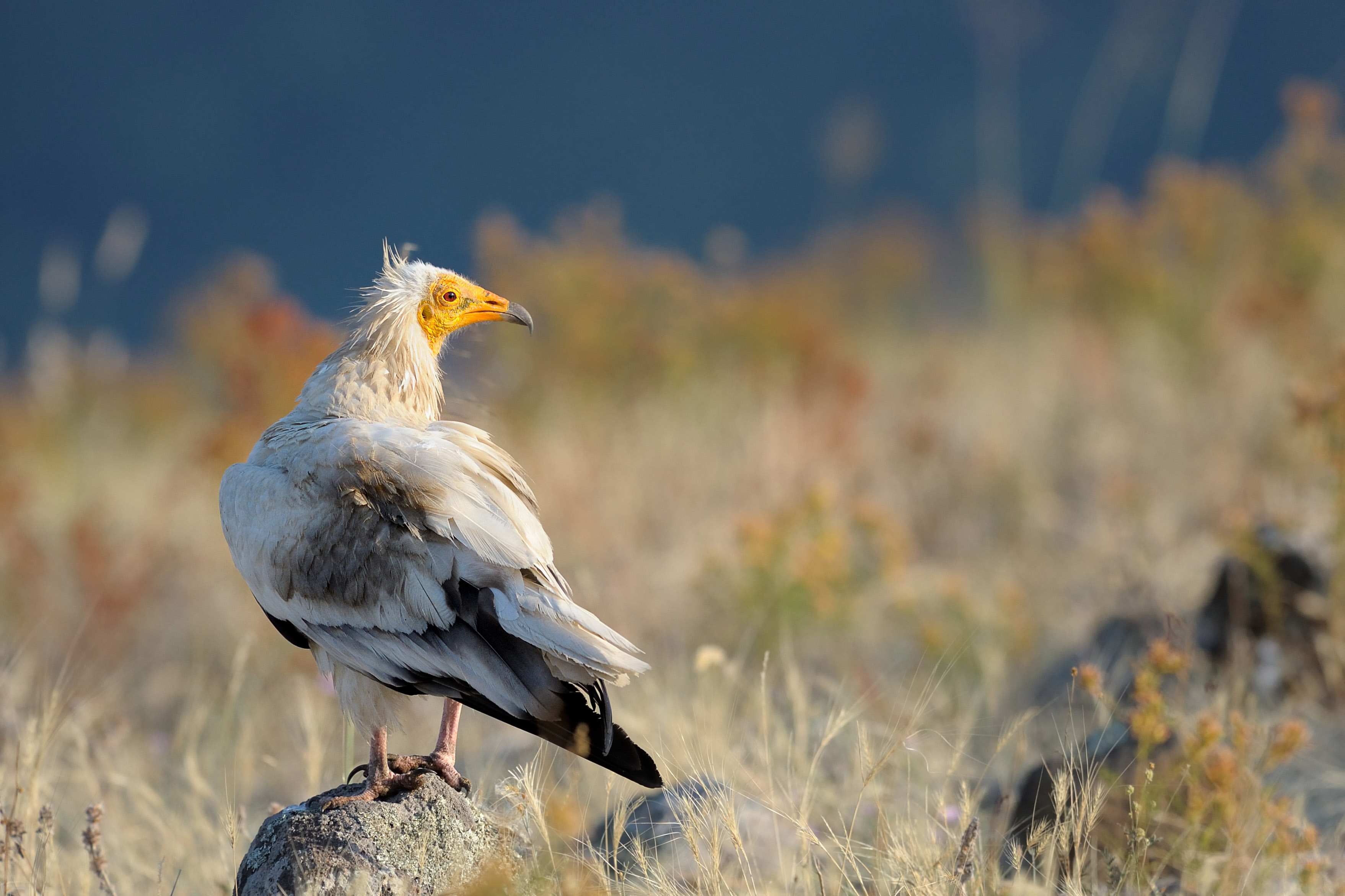 EU Natura 2000 Award Finalist | Joint conservation efforts along ...