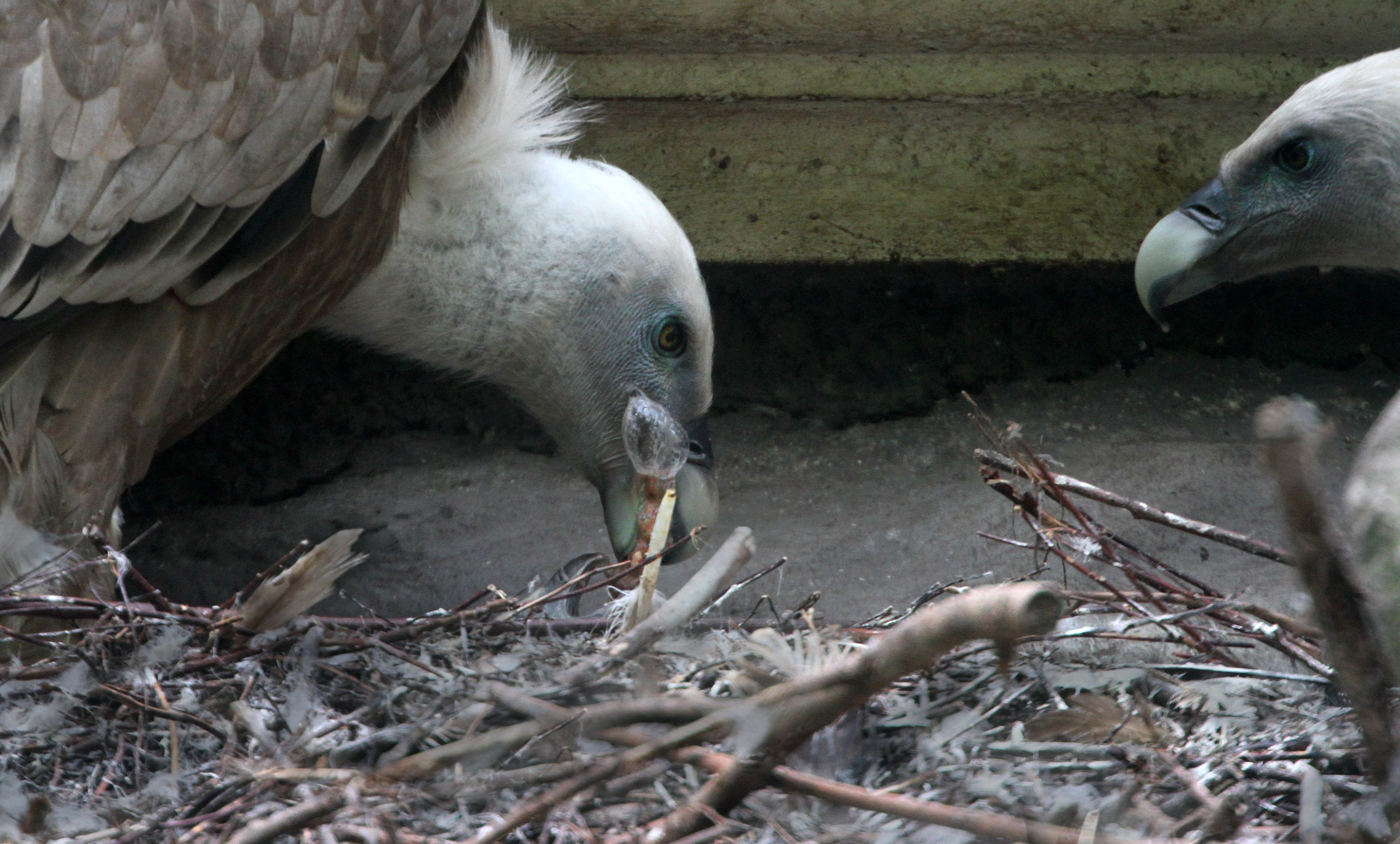 Gay Vulture Dads Hatch Baby Chick at Amsterdam's Artis Zoo | Time