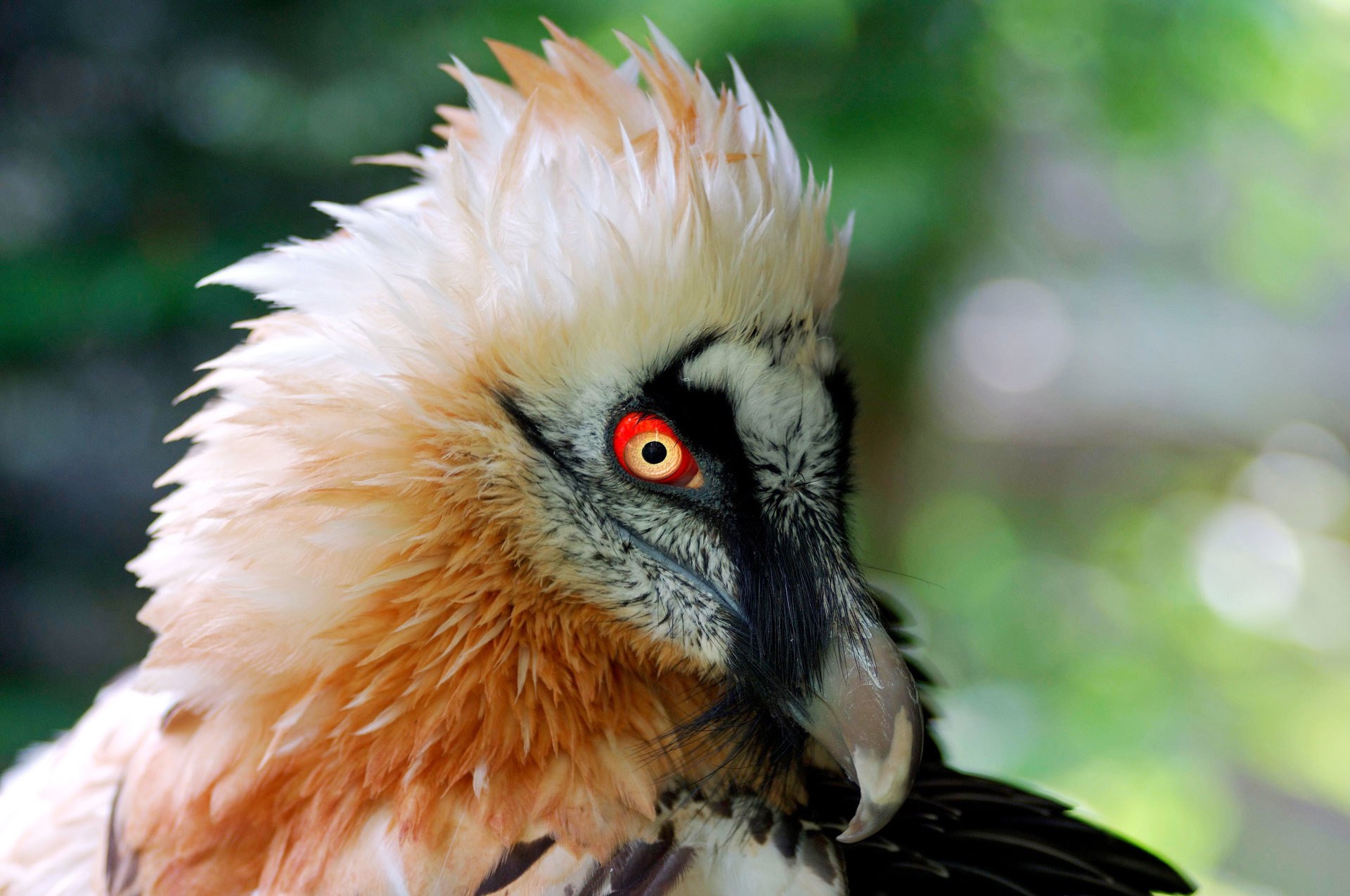 Absurd Creature of the Week: The Magnificent Bearded Vulture Only ...