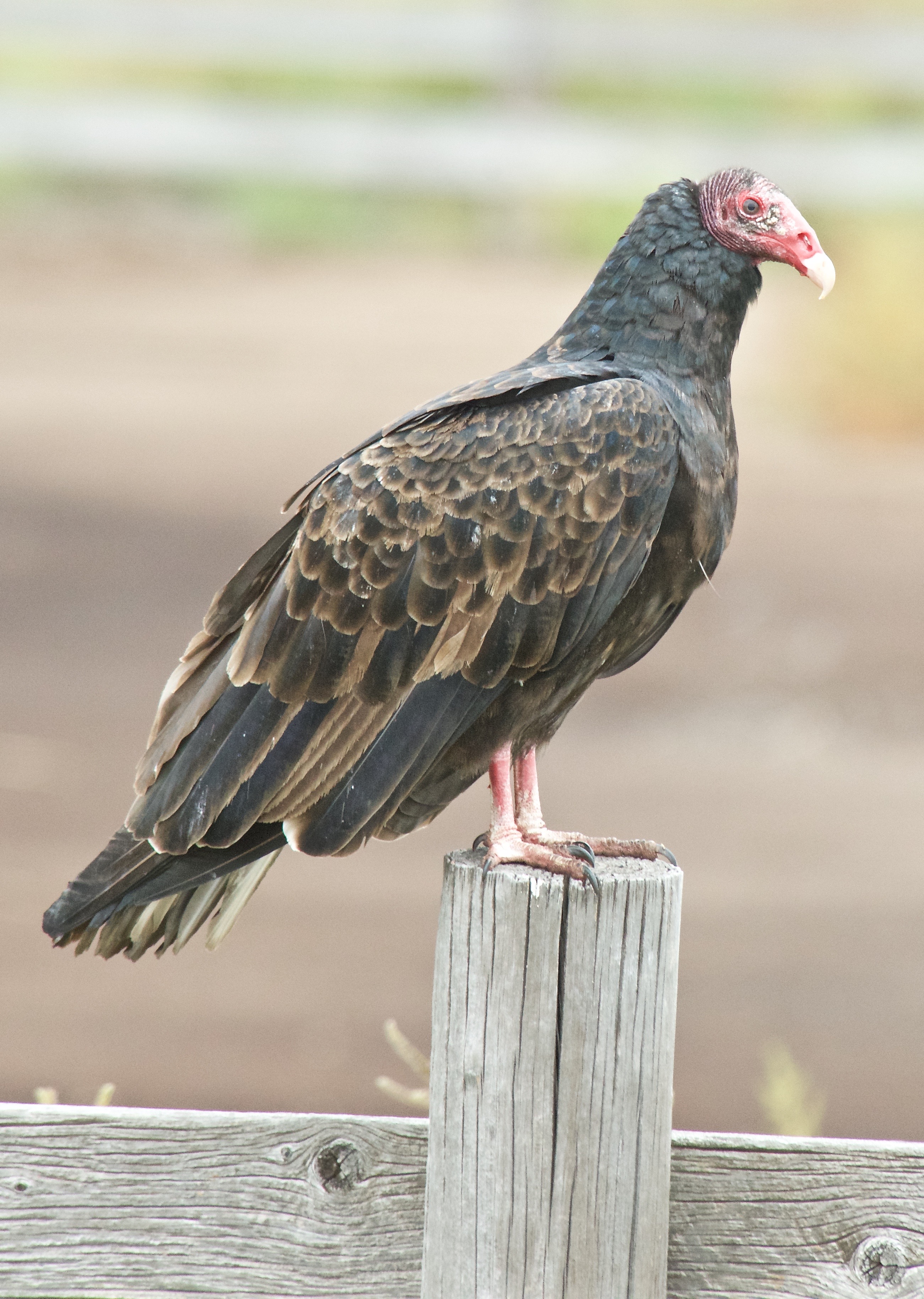 Turkey Vulture - Plants and Animals of Northeast Colorado