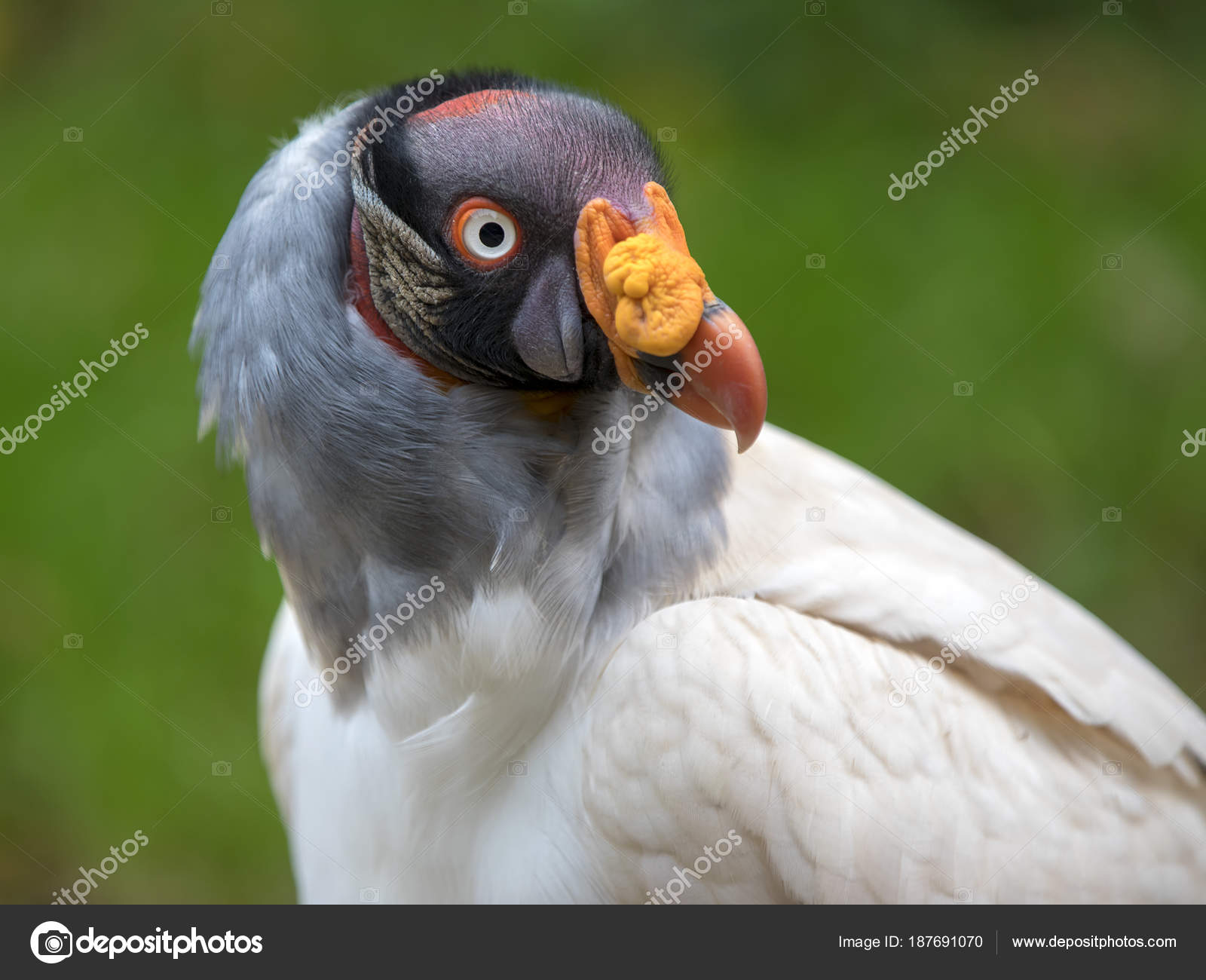 King Vulture Close Portrait Onblurred Background — Stock Photo ...