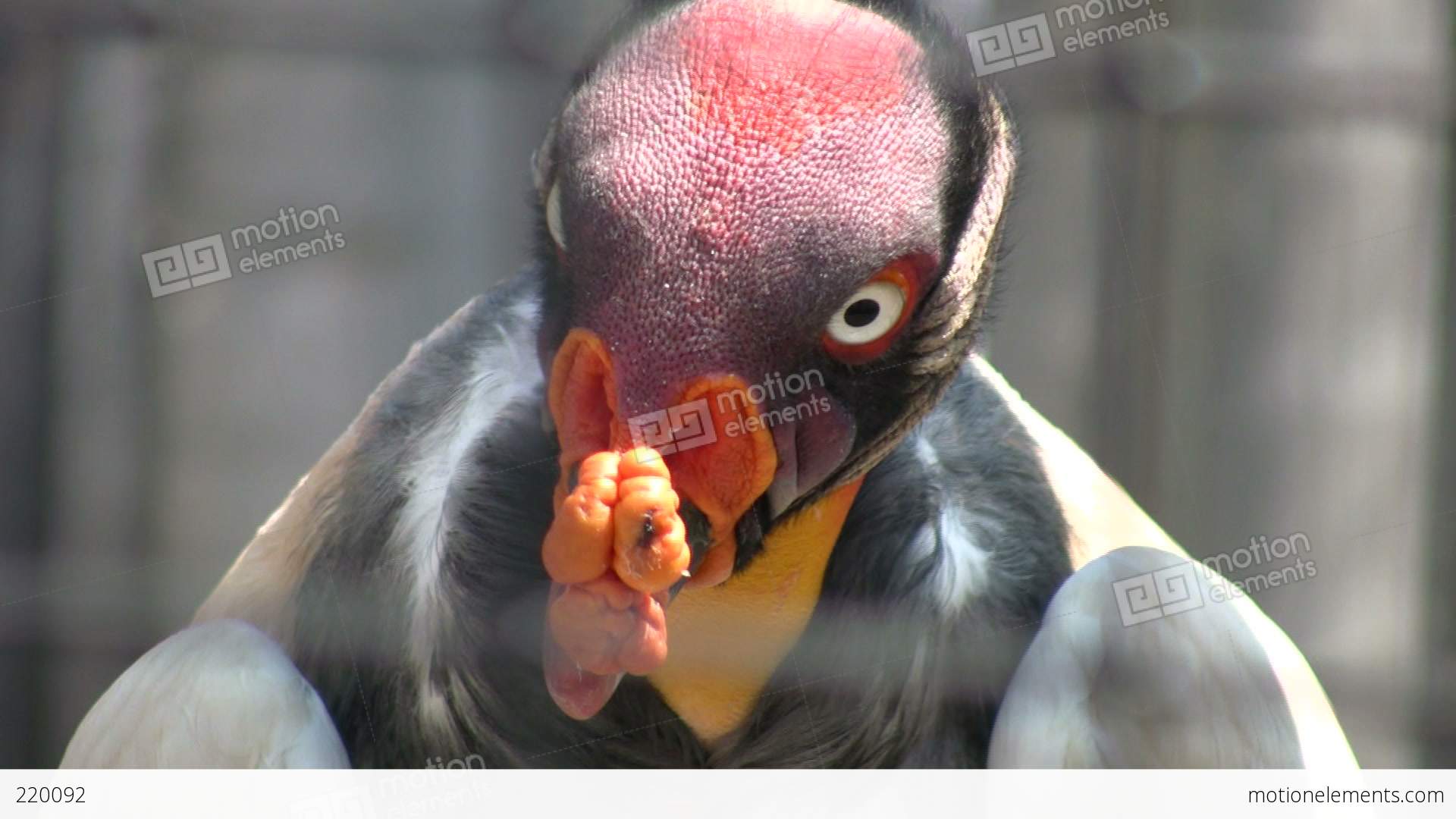 Closeup Of King Vulture As It Looks Around (High Definition) Stock ...