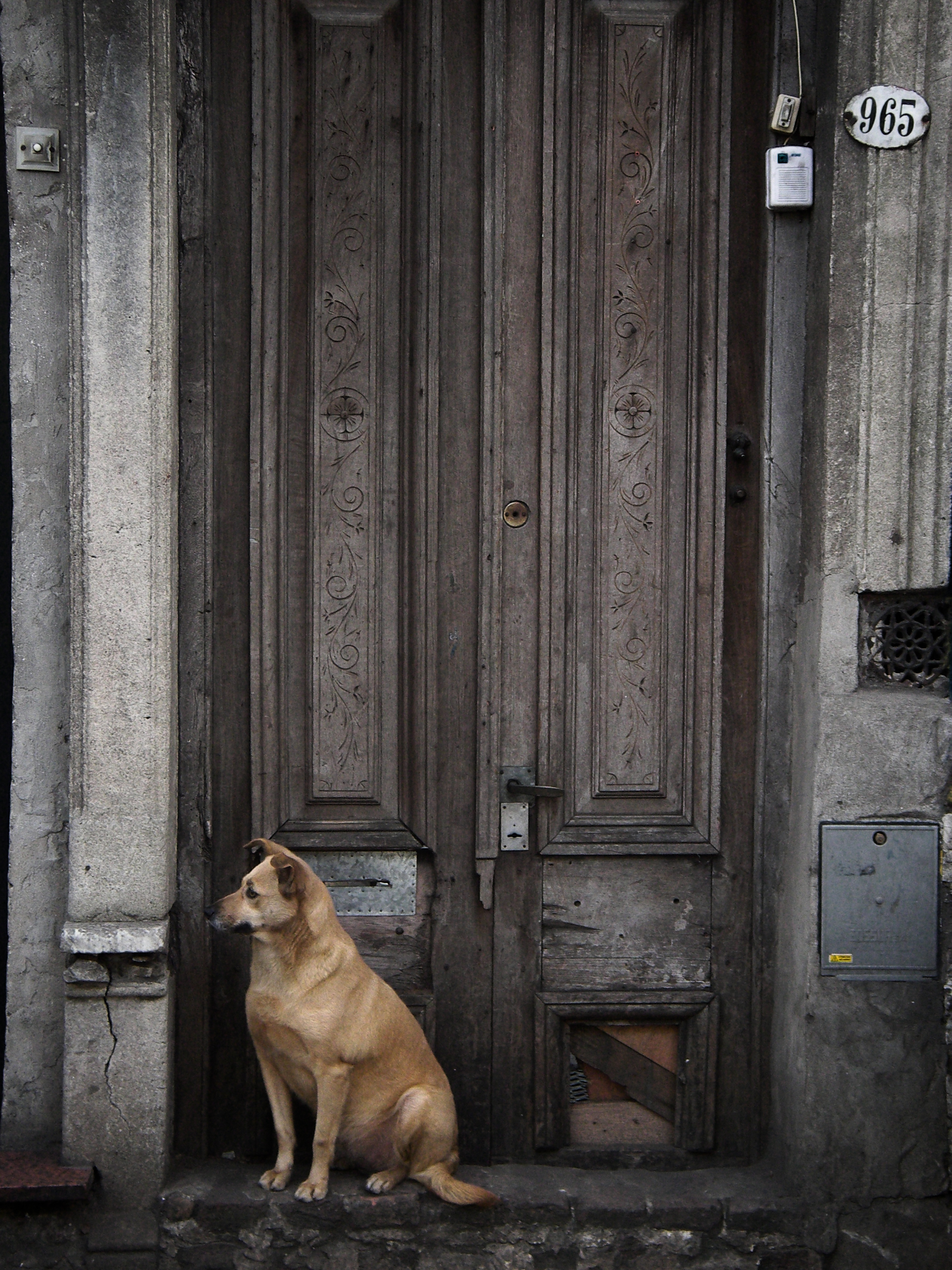 File:Dog waiting for his owners to come.jpg - Wikimedia Commons