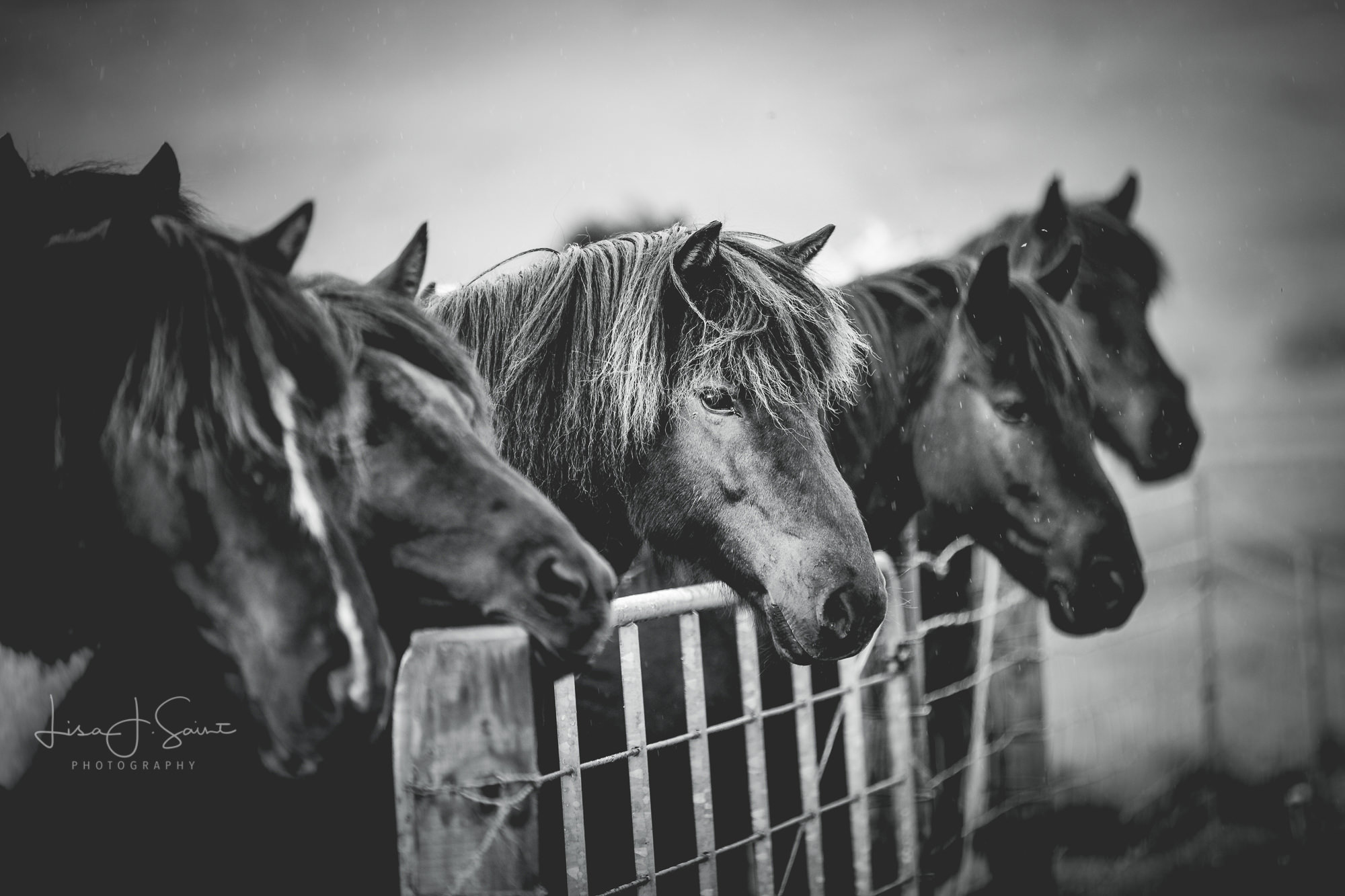 Patiently Waiting: Horse print in Black and White – Lisa Saint