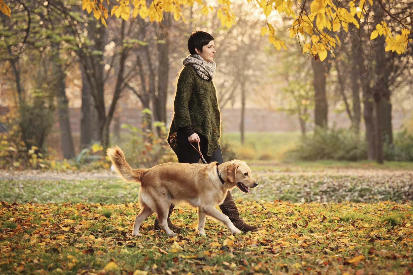 A Perfect Stroll: Techniques for Walking Your Dog like a Pro ...