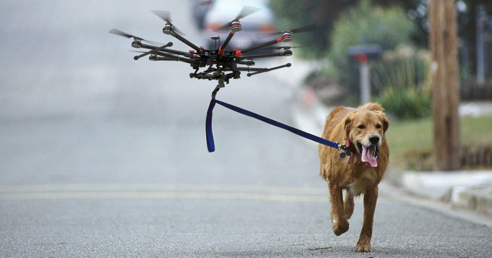 Barq Best Drone Dog Walking Service NYC | InsideHook