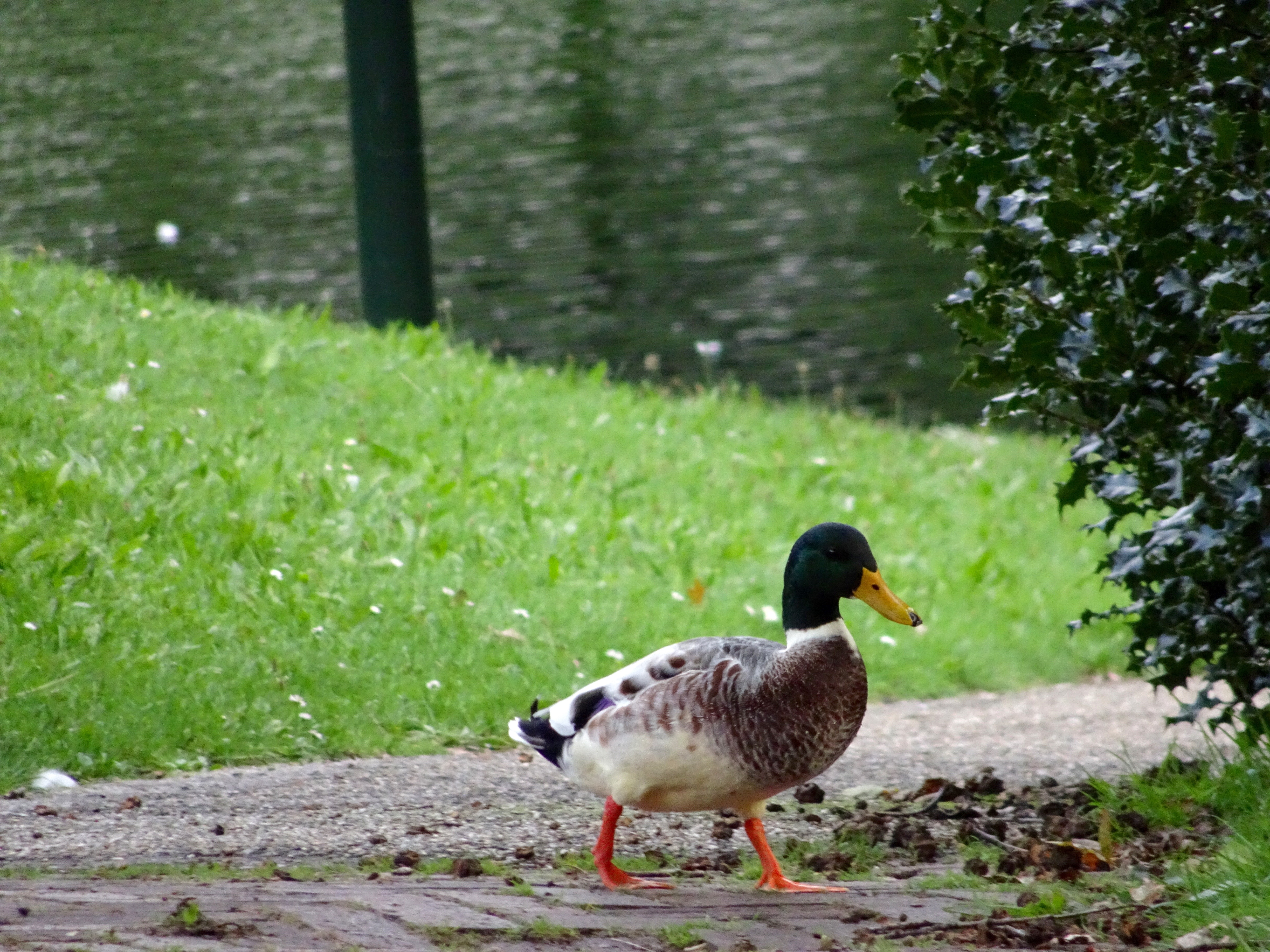 Walking duck in park photo