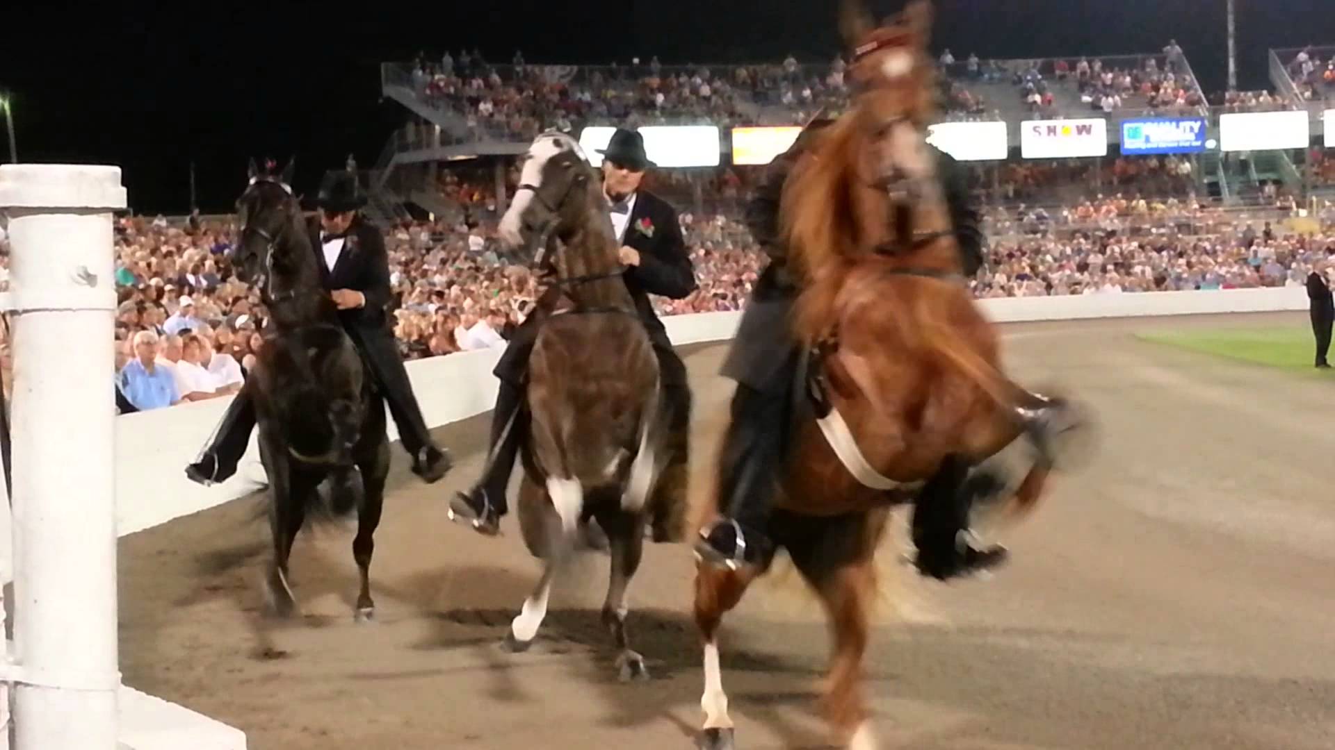 2013 WGC Tennessee Walking Horse Celebration Stake - YouTube