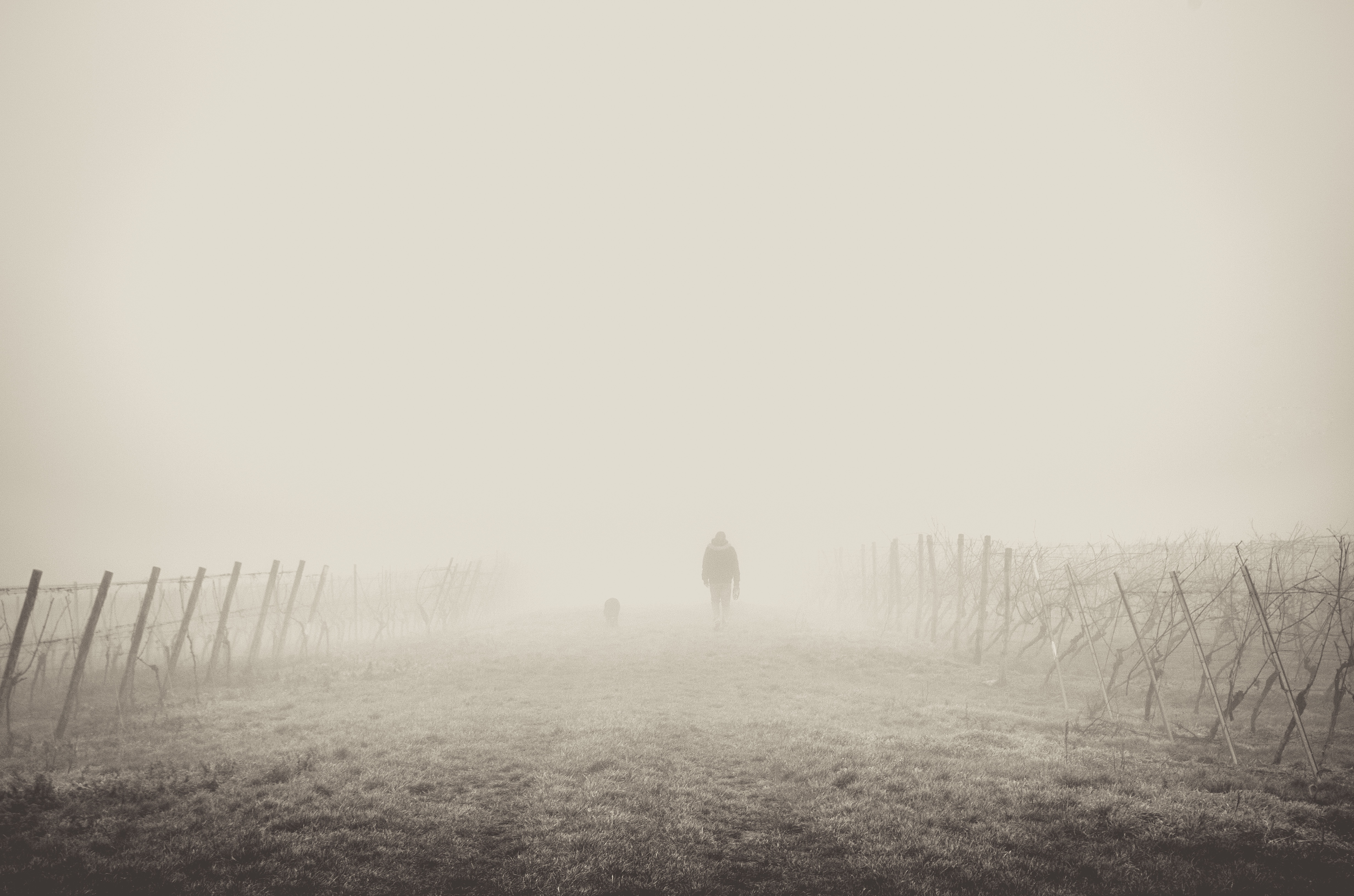 Walking Into The Mist, Activity, Fog, Human, Man, HQ Photo