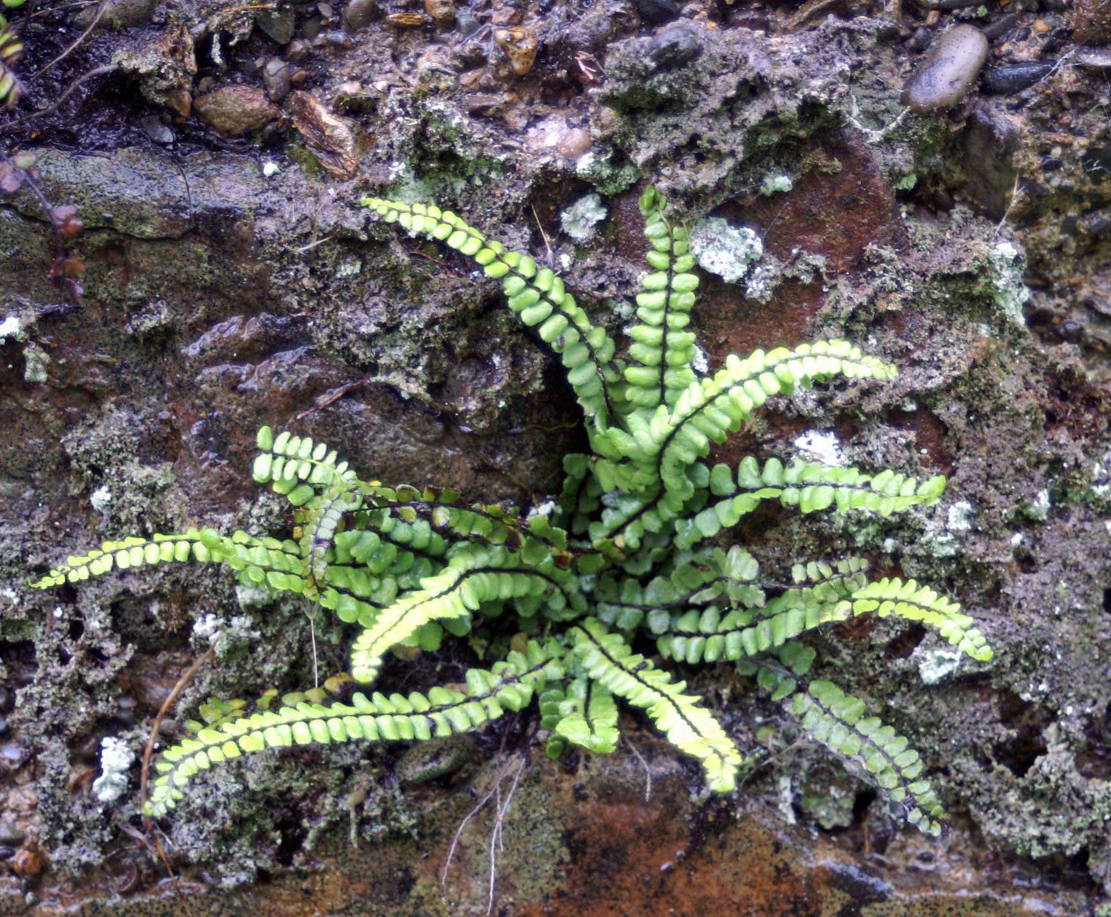 wall fern | everyday nature trails