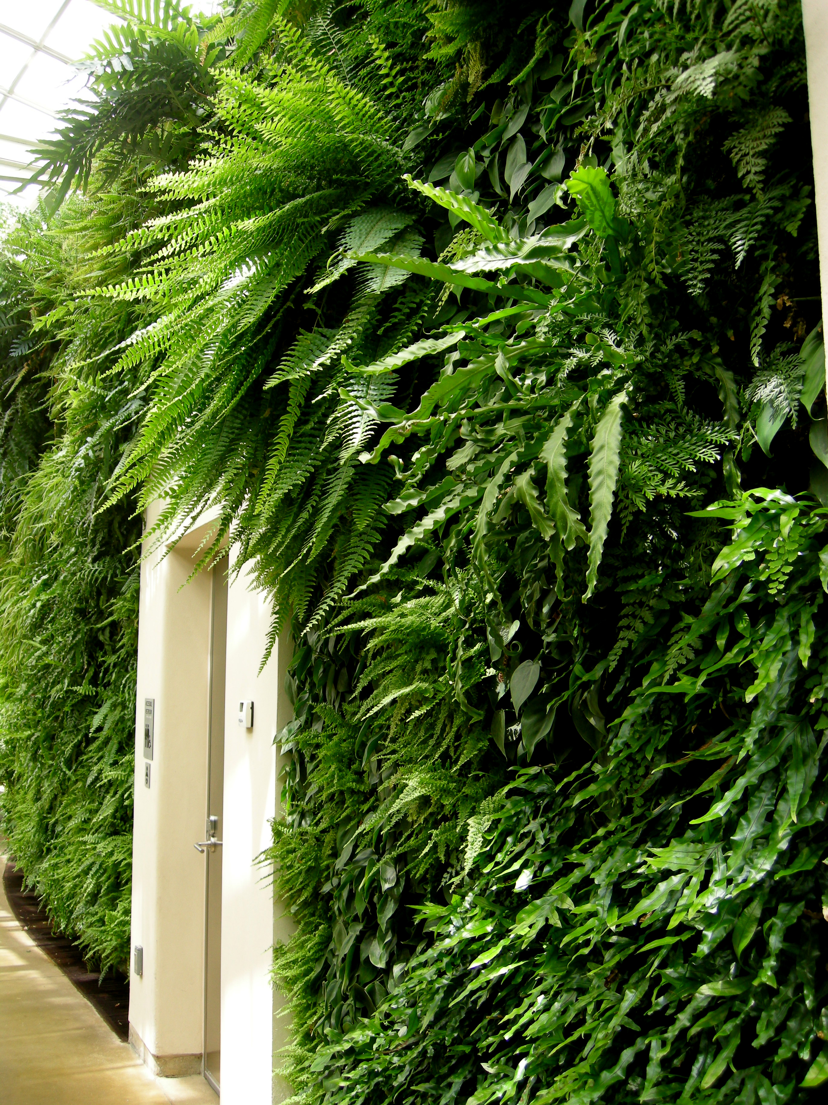 hay-scented fern | CAROLYN'S SHADE GARDENS