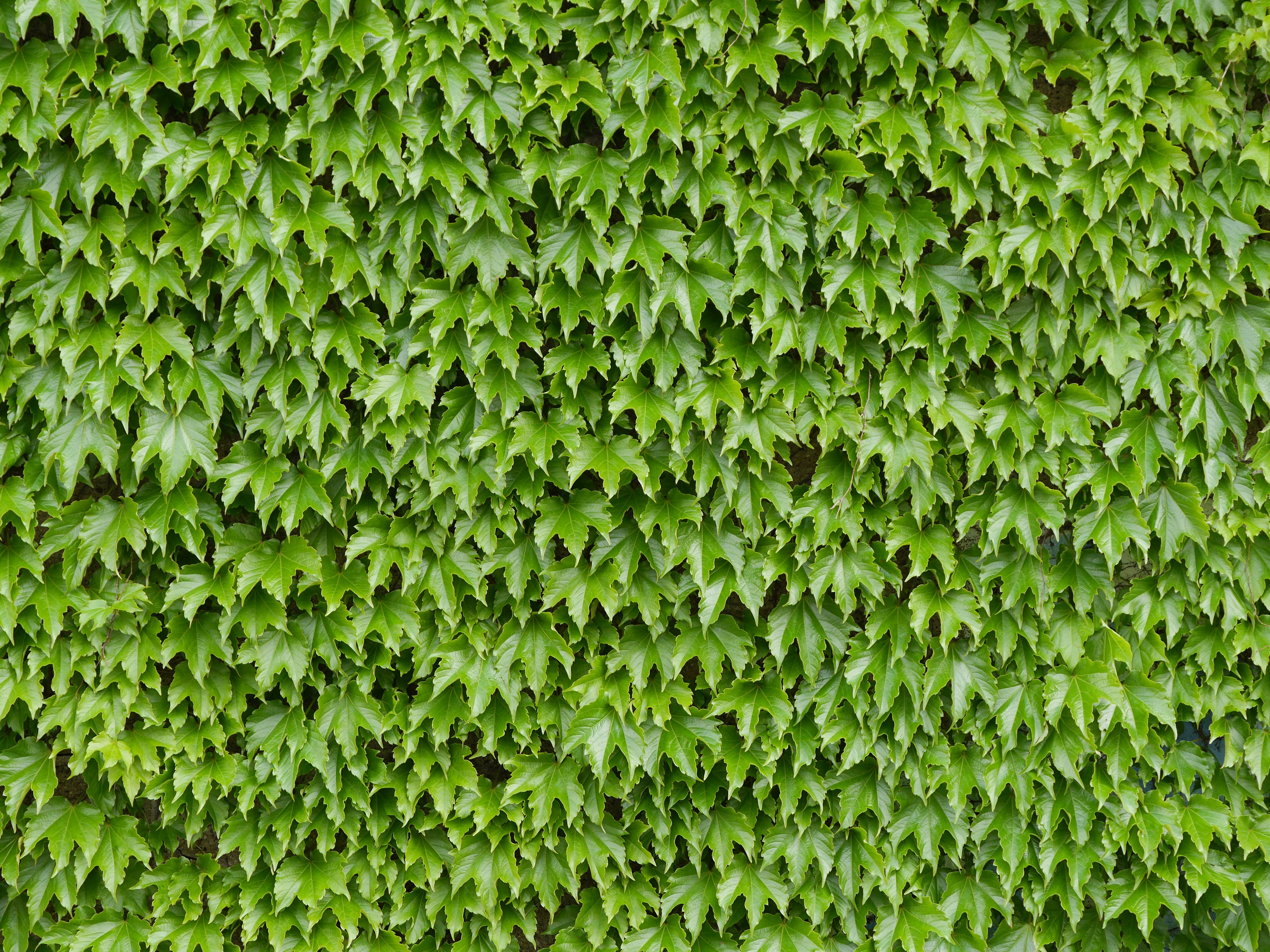 File:Wall of Ivy Leaves 1.jpg - Wikimedia Commons