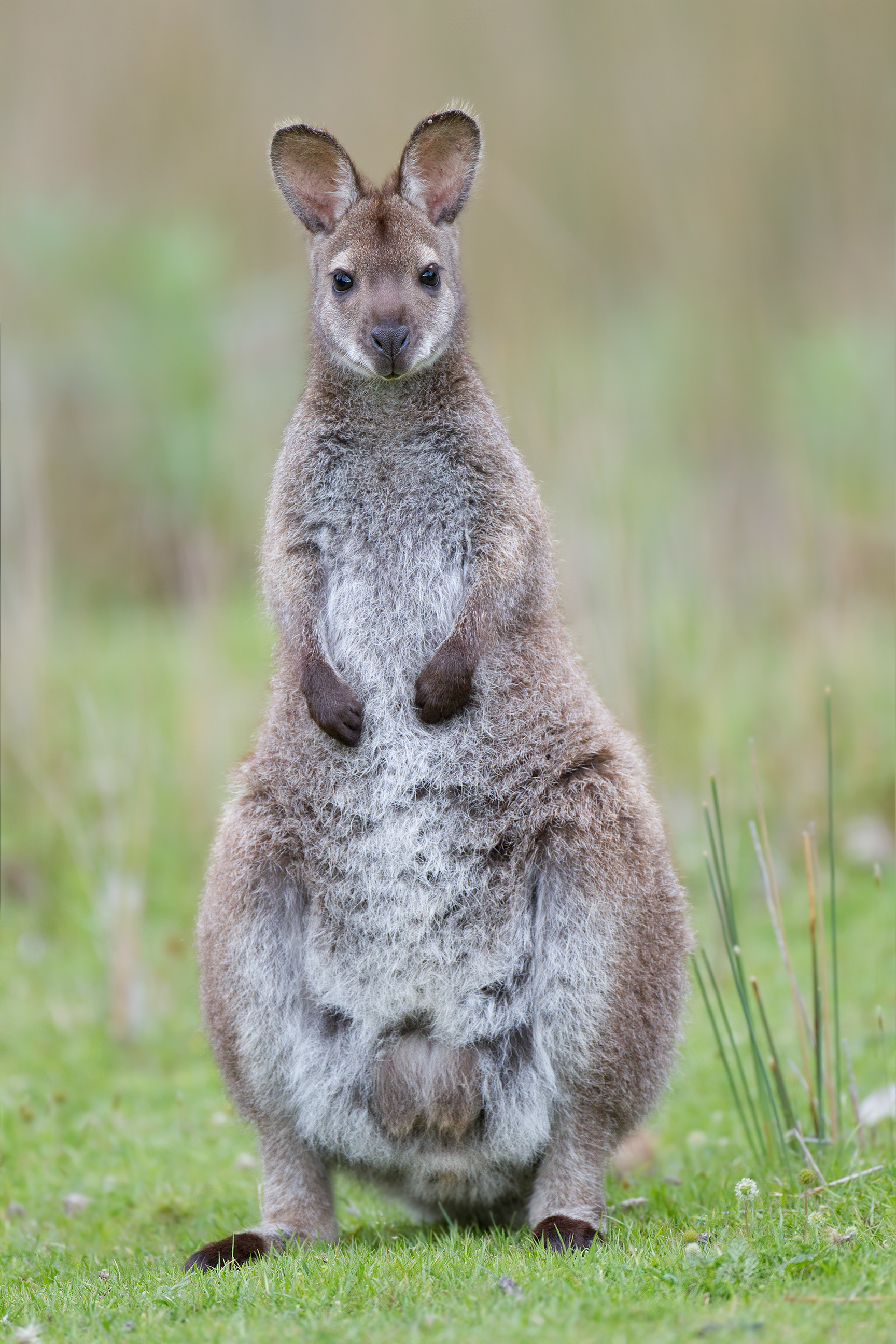Red-necked wallaby - Wikipedia