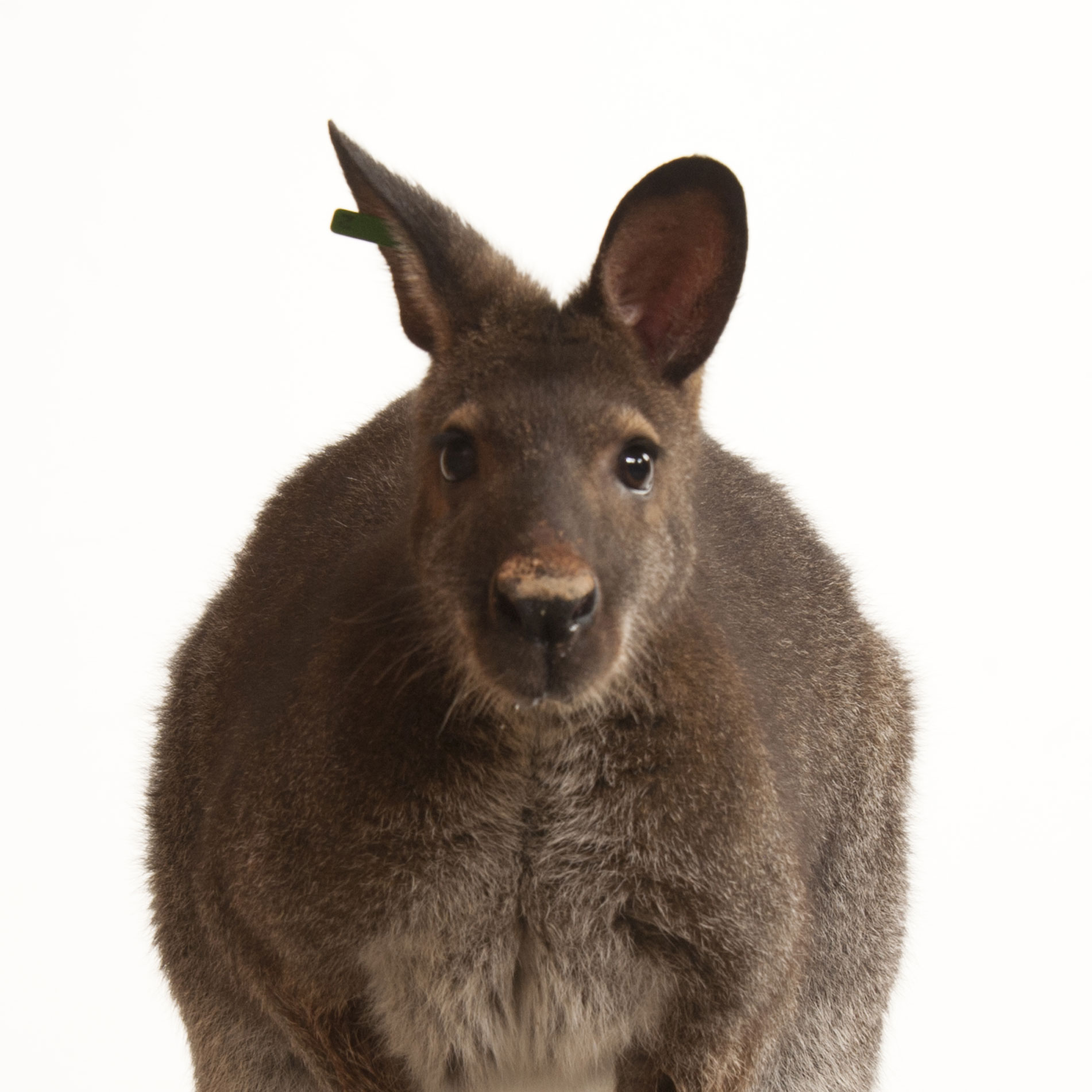 Wallabies | National Geographic