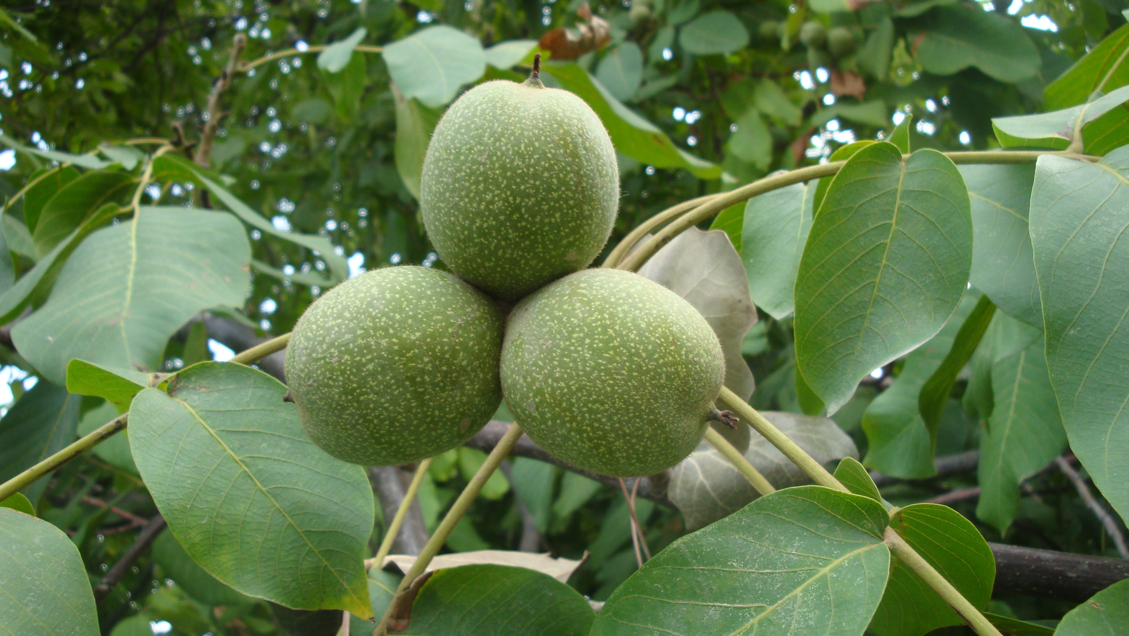 File:Wallnuts of Paghman.jpg - Wikimedia Commons