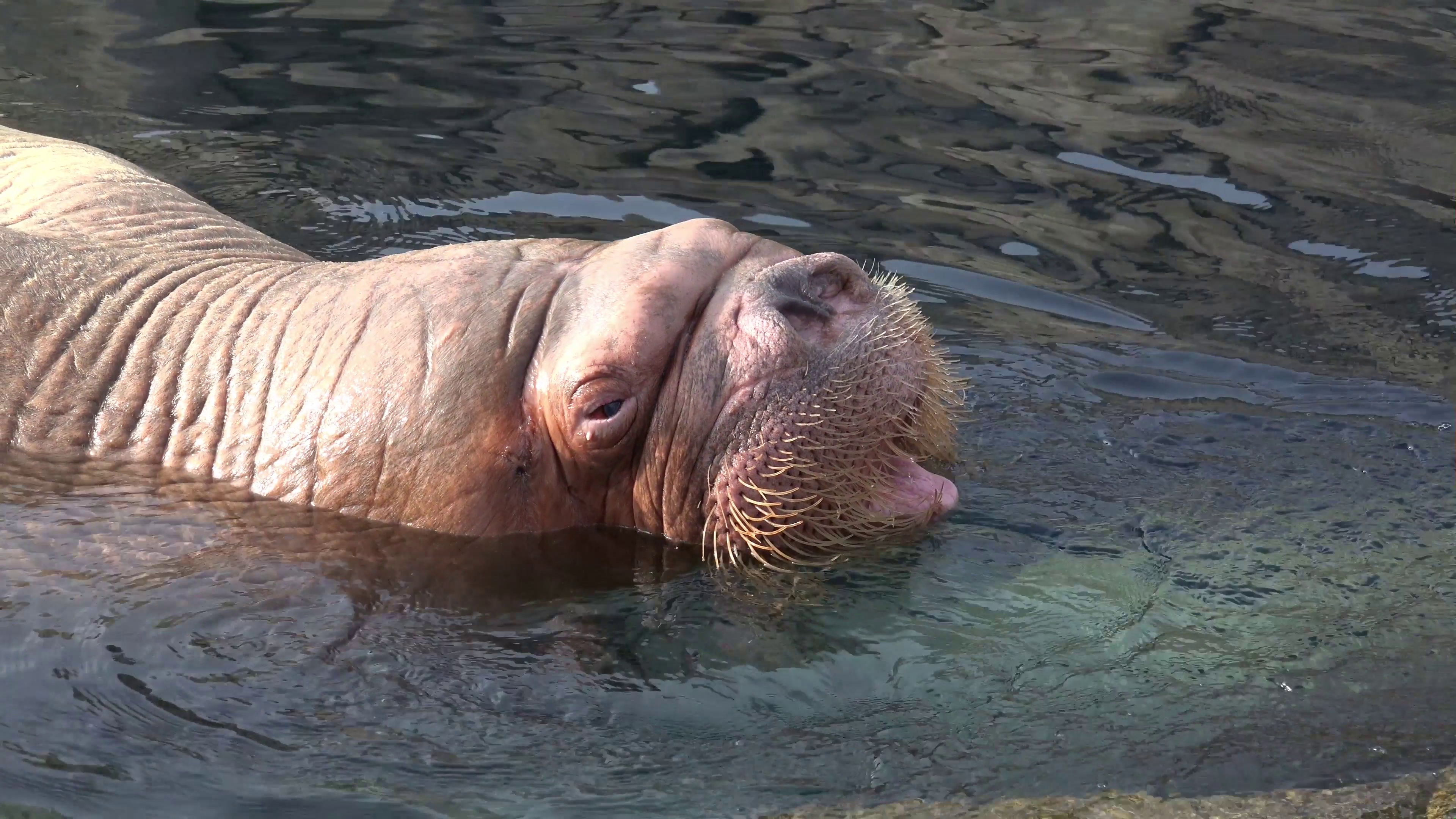 4k Walrus closeup snorting at rocky water surface Stock Video ...