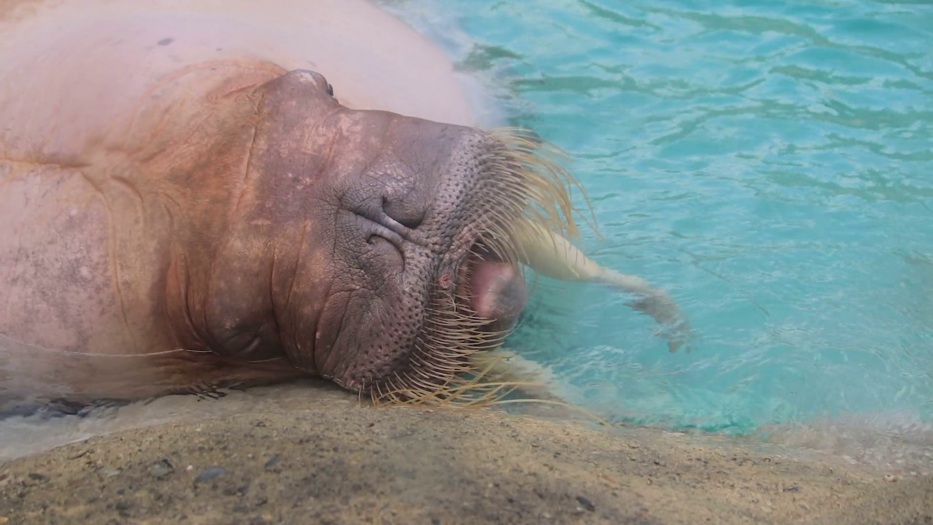 Closeup shot of walrus face Stock Video Footage - VideoBlocks