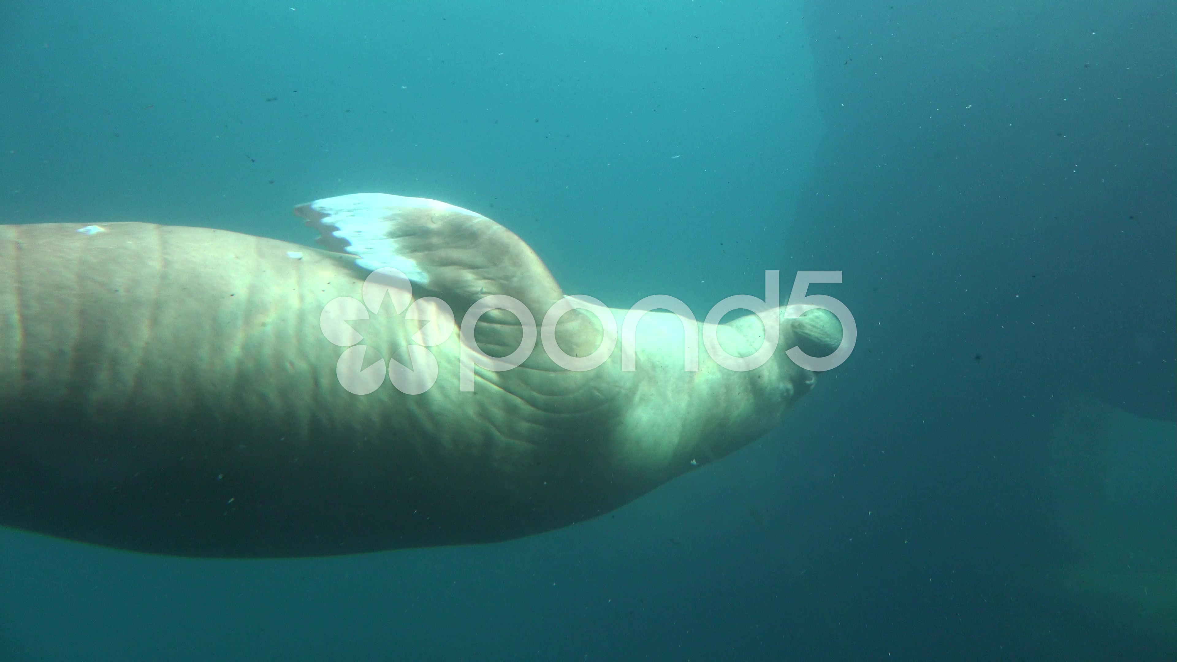 4k Walrus closeup underwater in natural arctic compound ~ Hi Res ...