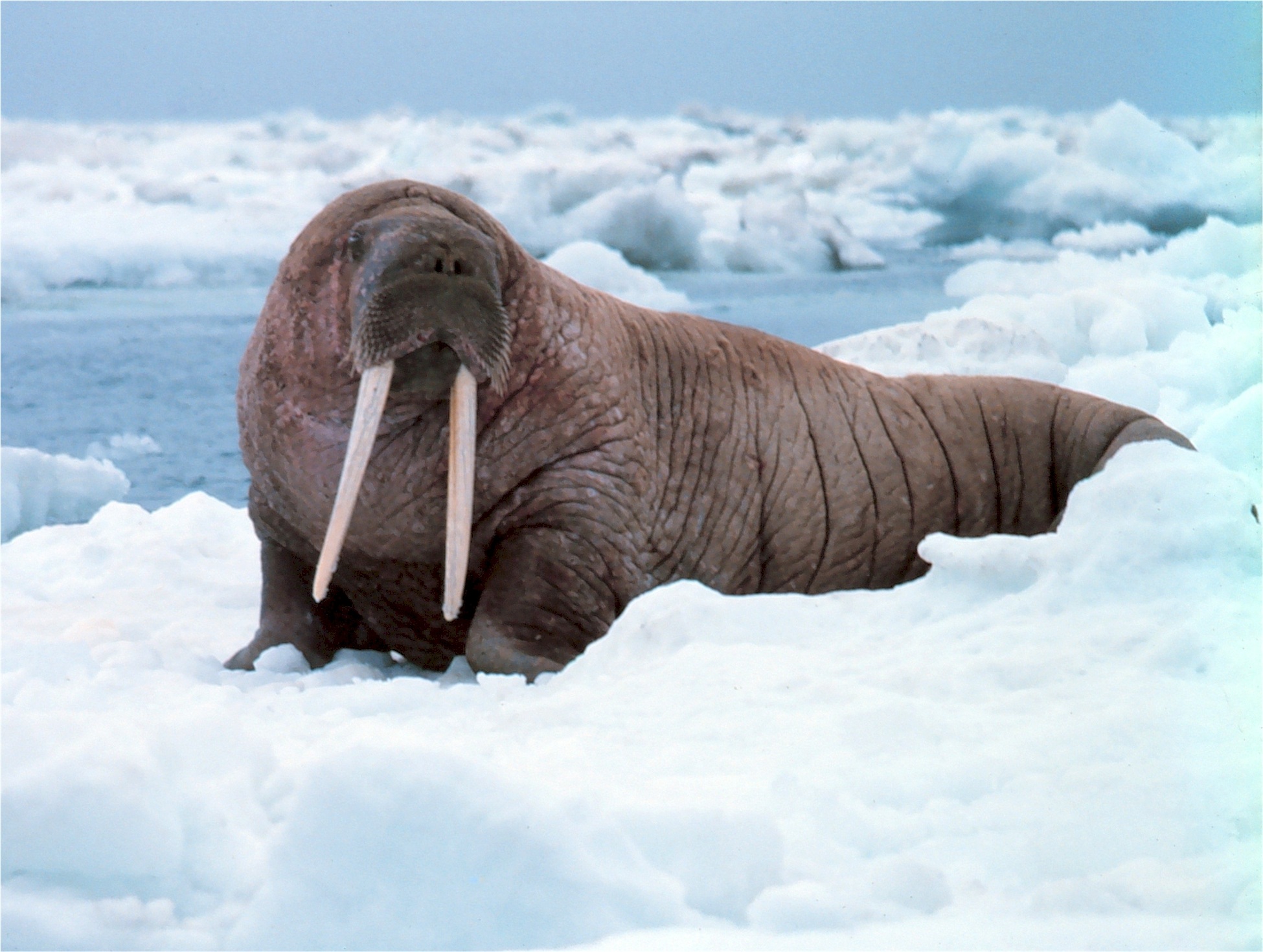 Walrus in Winter, Animal, Frozen, Ice, Long, HQ Photo