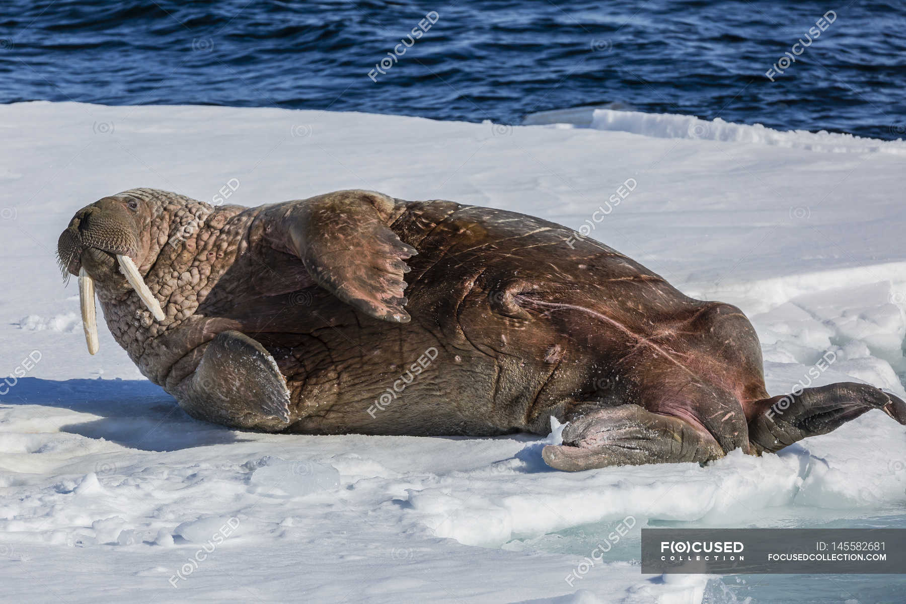 Walrus lying photo