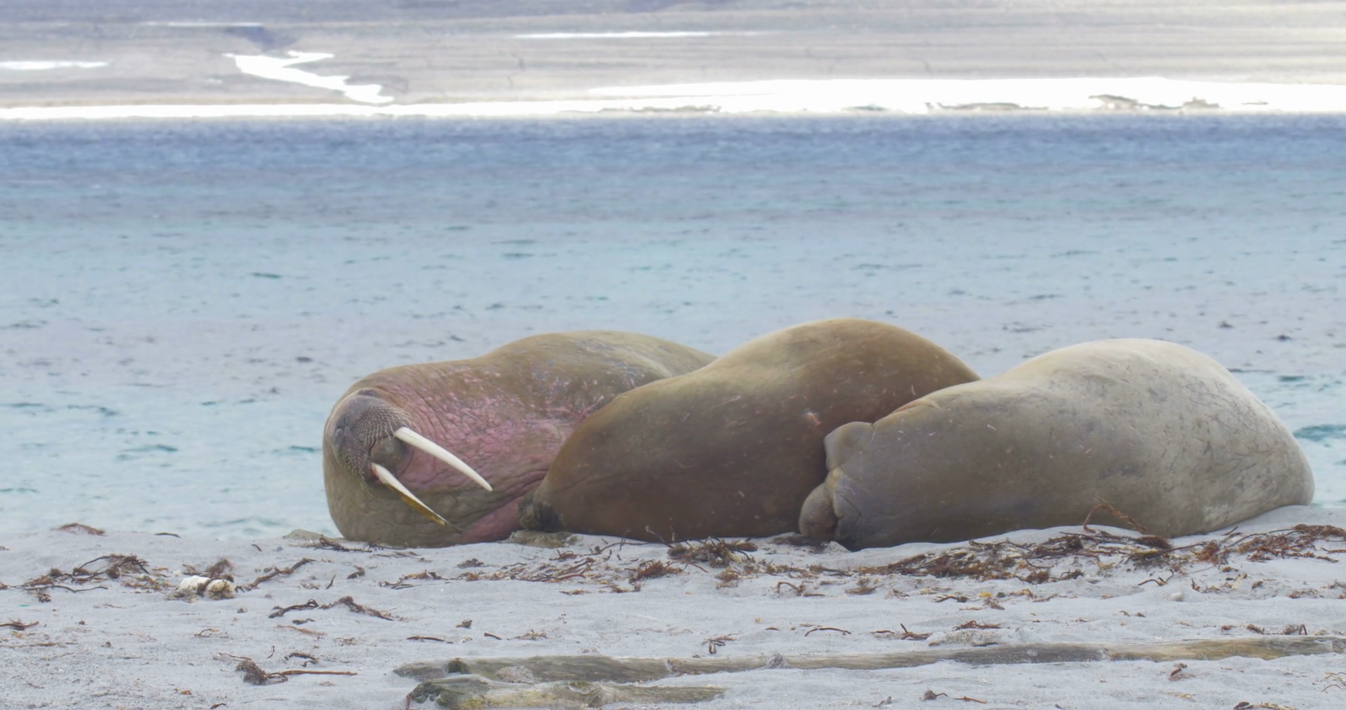 Walrus lying on the Beach of Spitsbergen Medium shot of Walrus lying ...