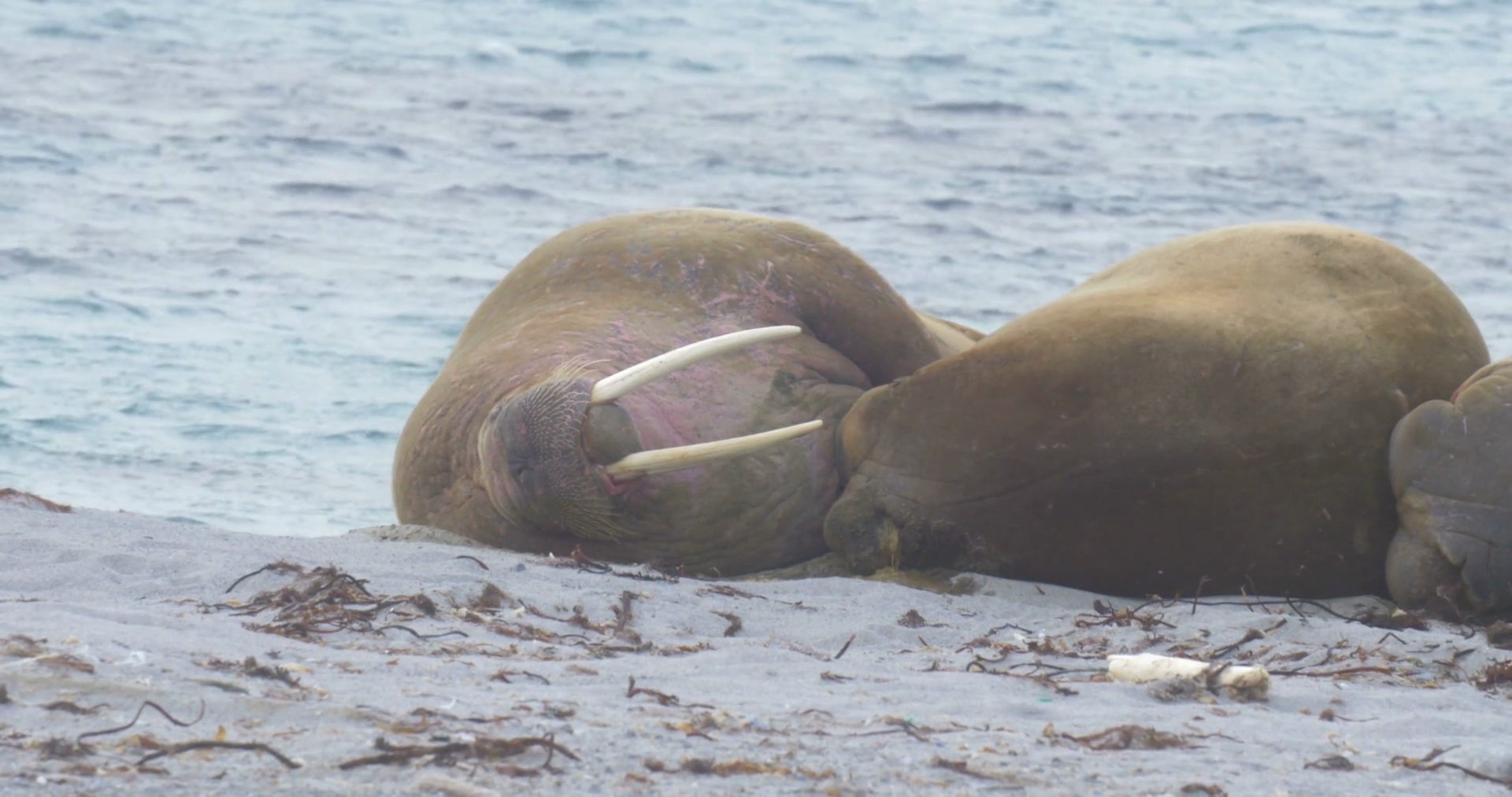 Walrus male lying on the Beach of Spitsbergen Medium shot of Walrus ...