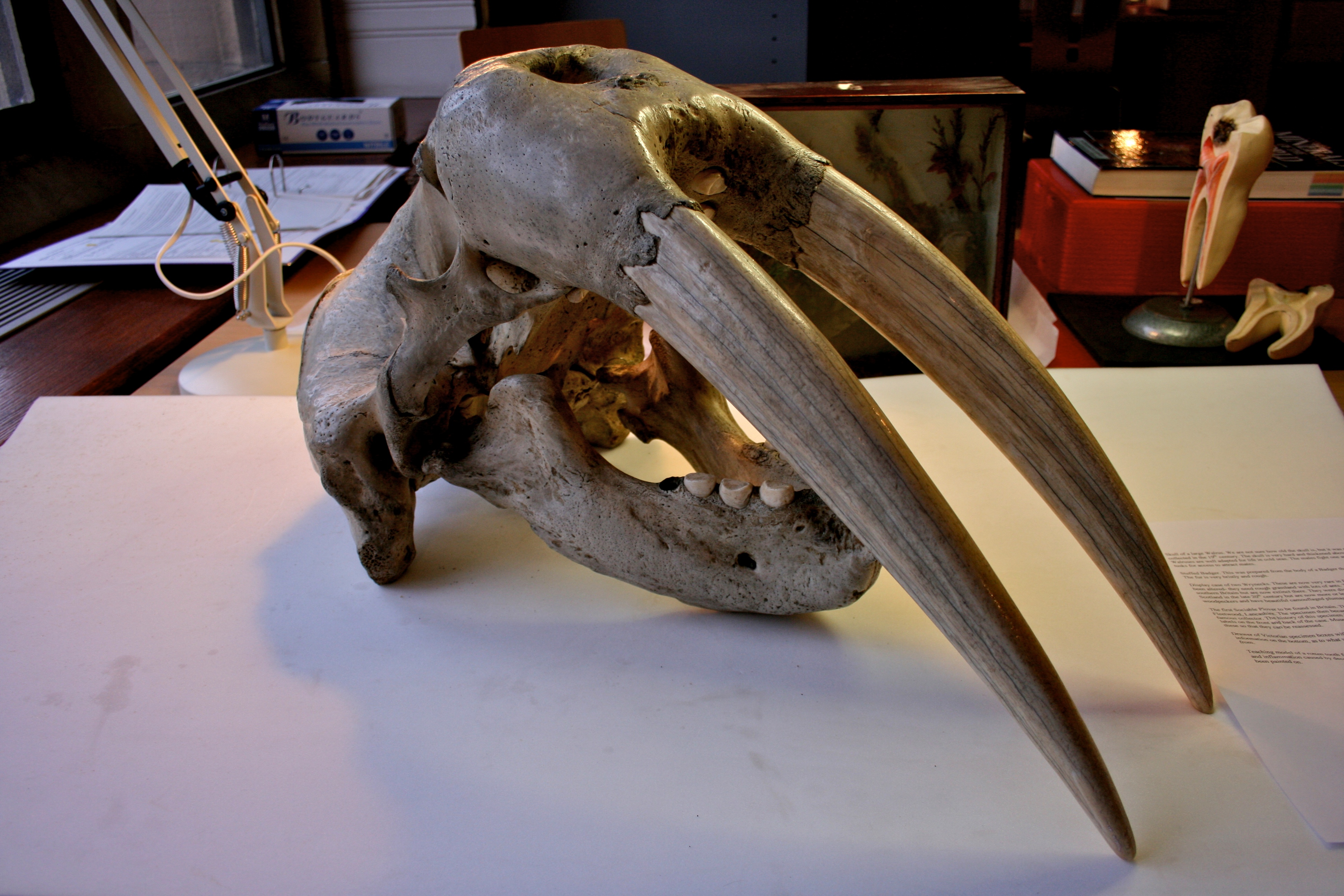 File:BLW Walrus skull.jpg - Wikimedia Commons