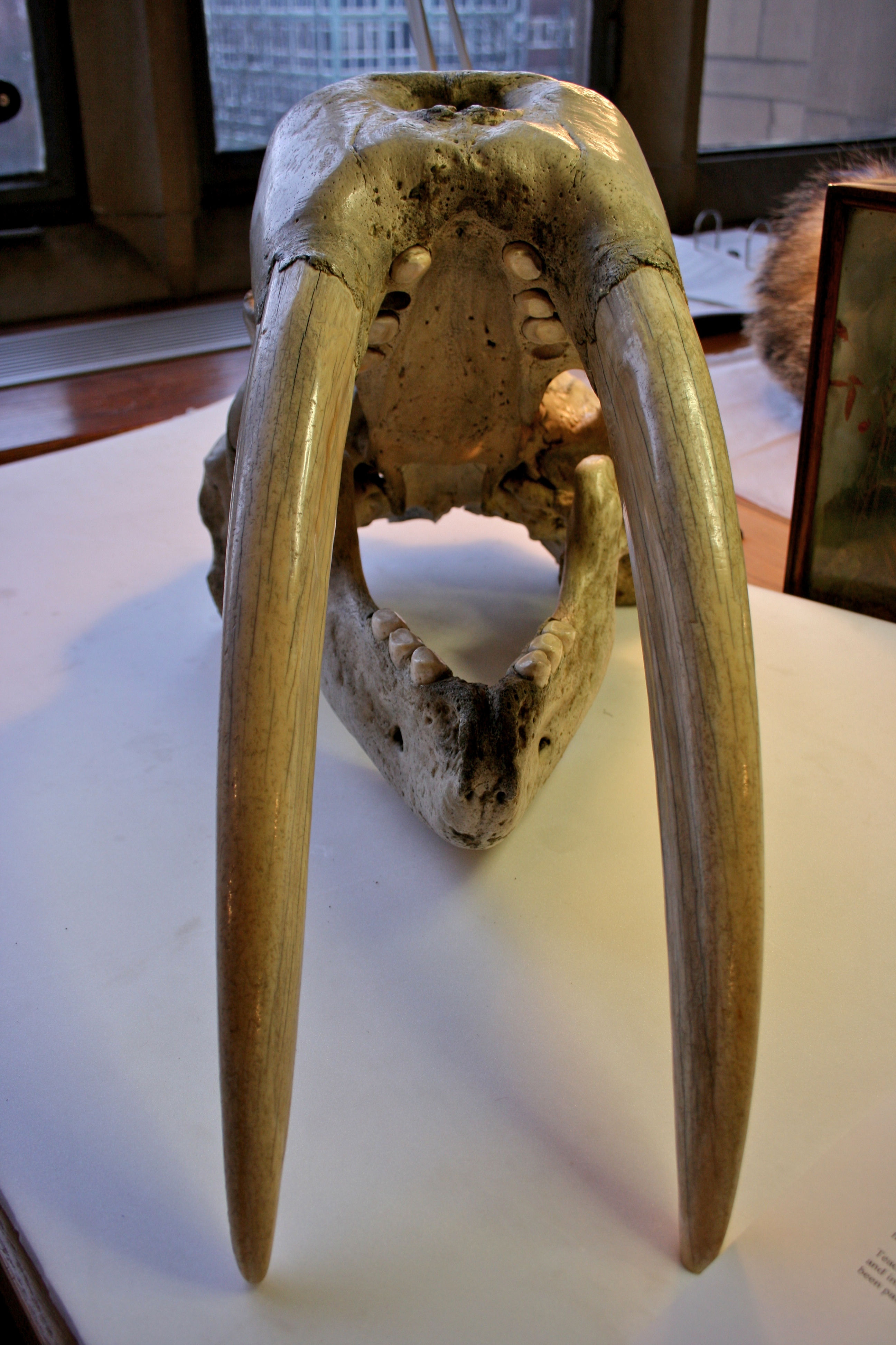 File:BLW Walrus skull (1).jpg - Wikimedia Commons
