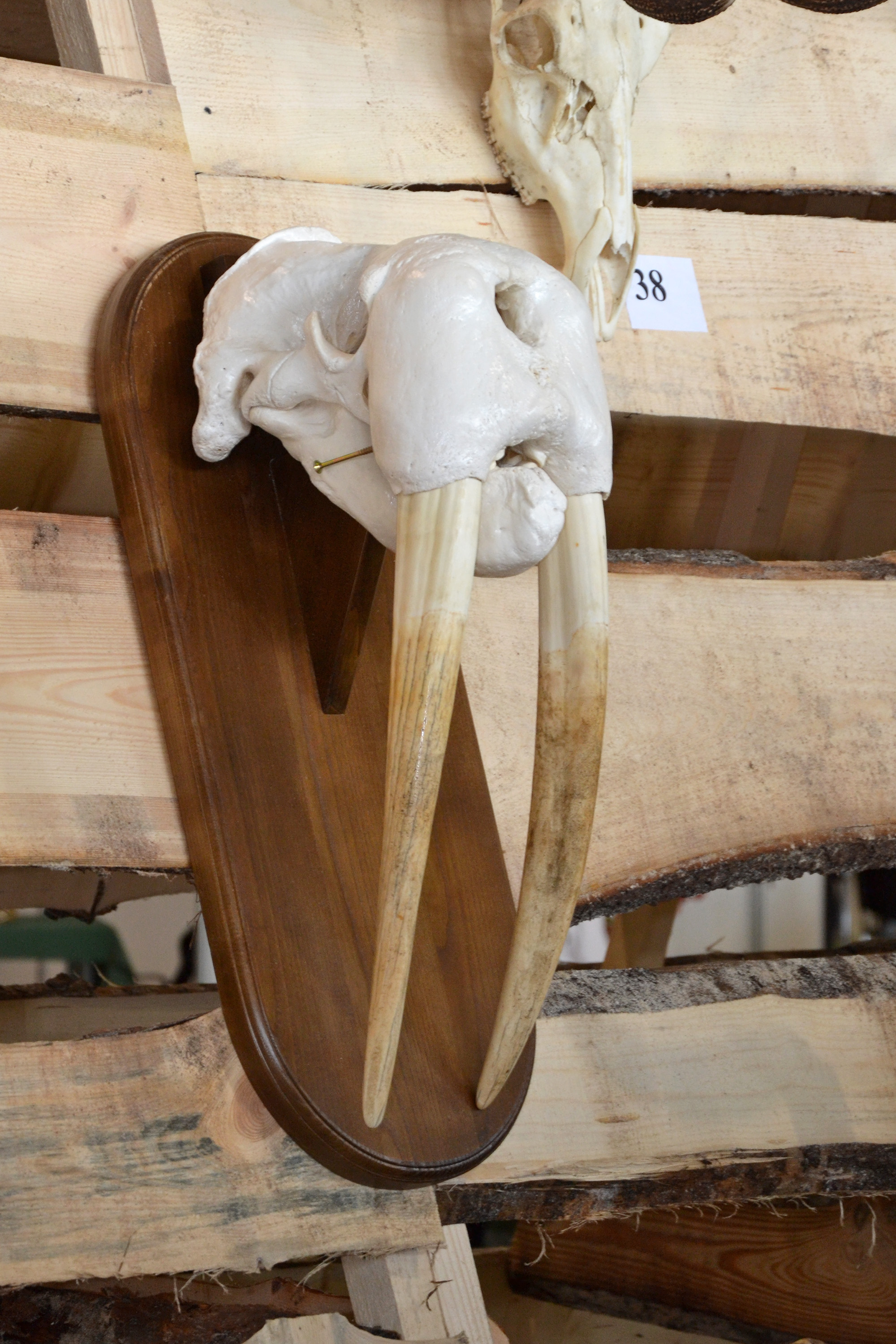 Walrus skull photo