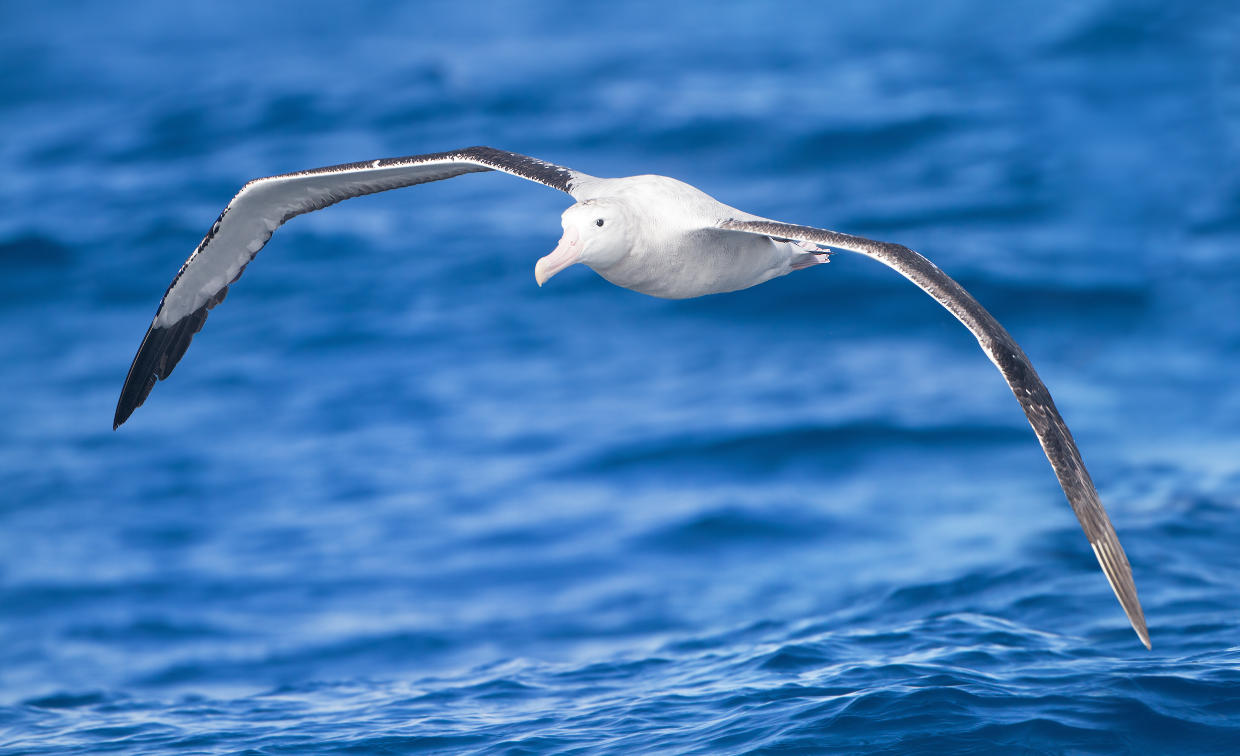 Wandering albatross - Wikipedia
