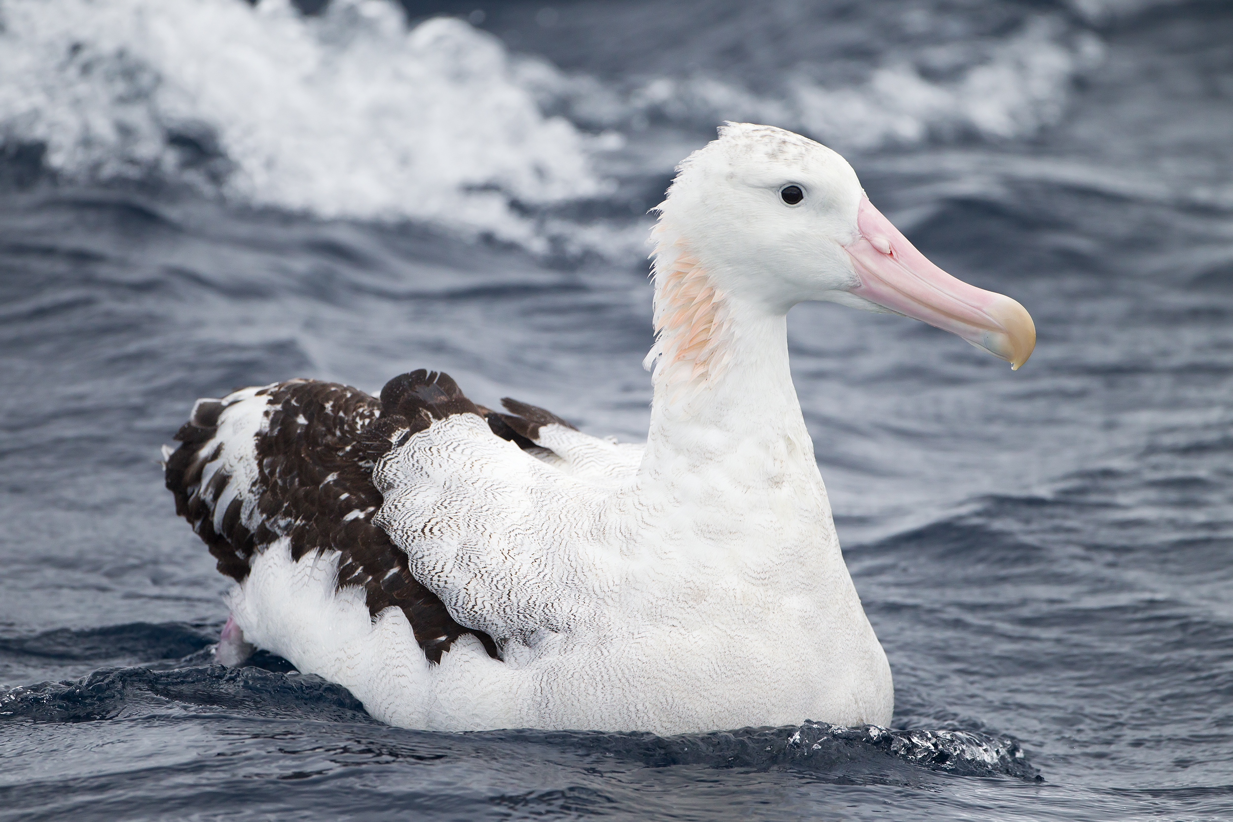 Wandering Albatross | Zoo around The world