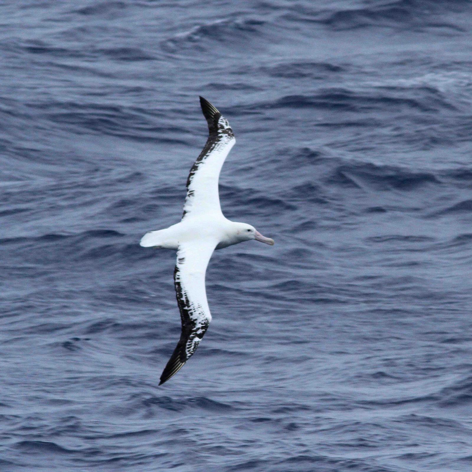 Wandering Albatross (Diomedea exulans) Dorsal view of a bird soaring ...