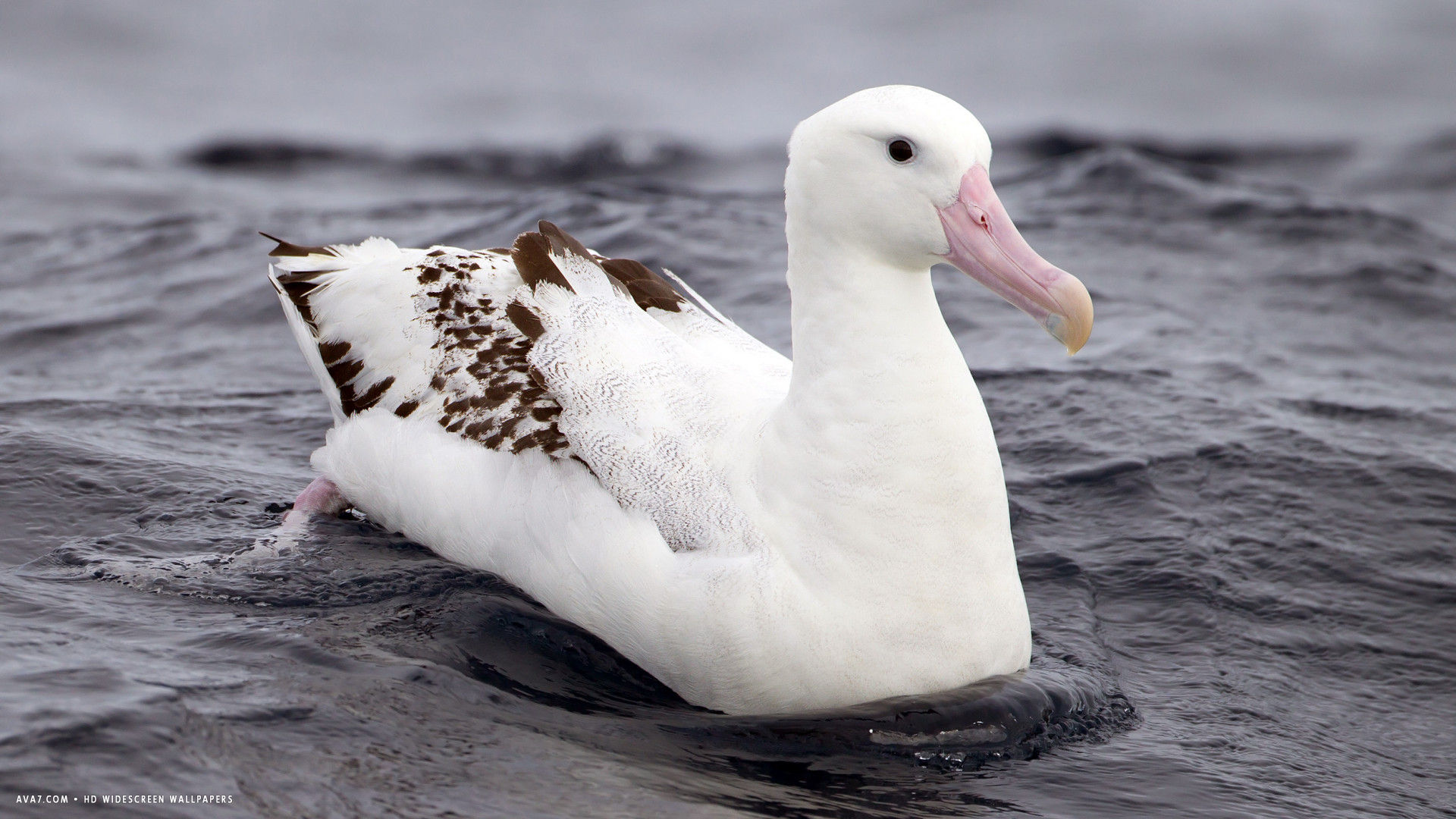 albatross auckland islands wandering bird hd widescreen wallpaper ...