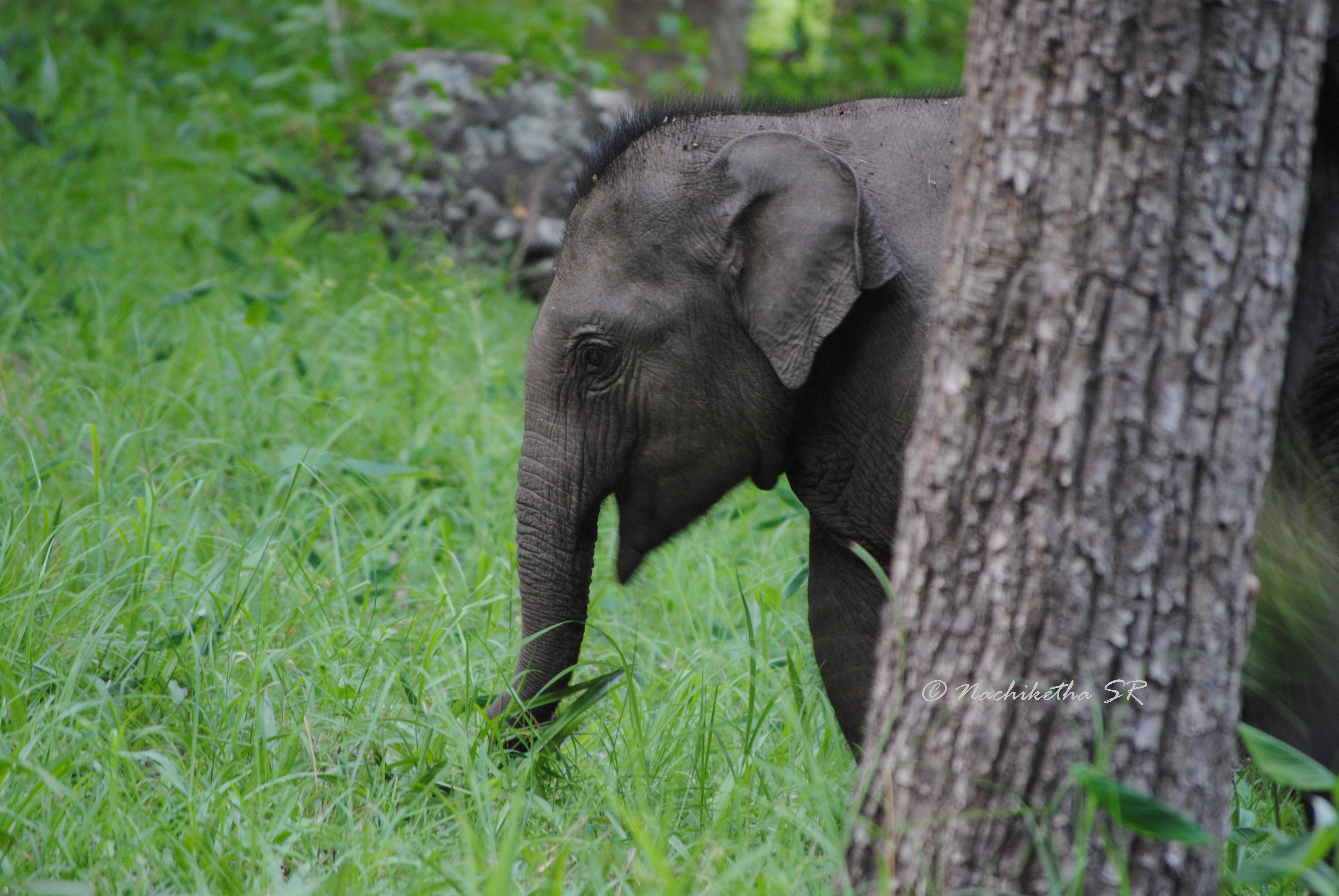 Wandering cute baby elephant photo