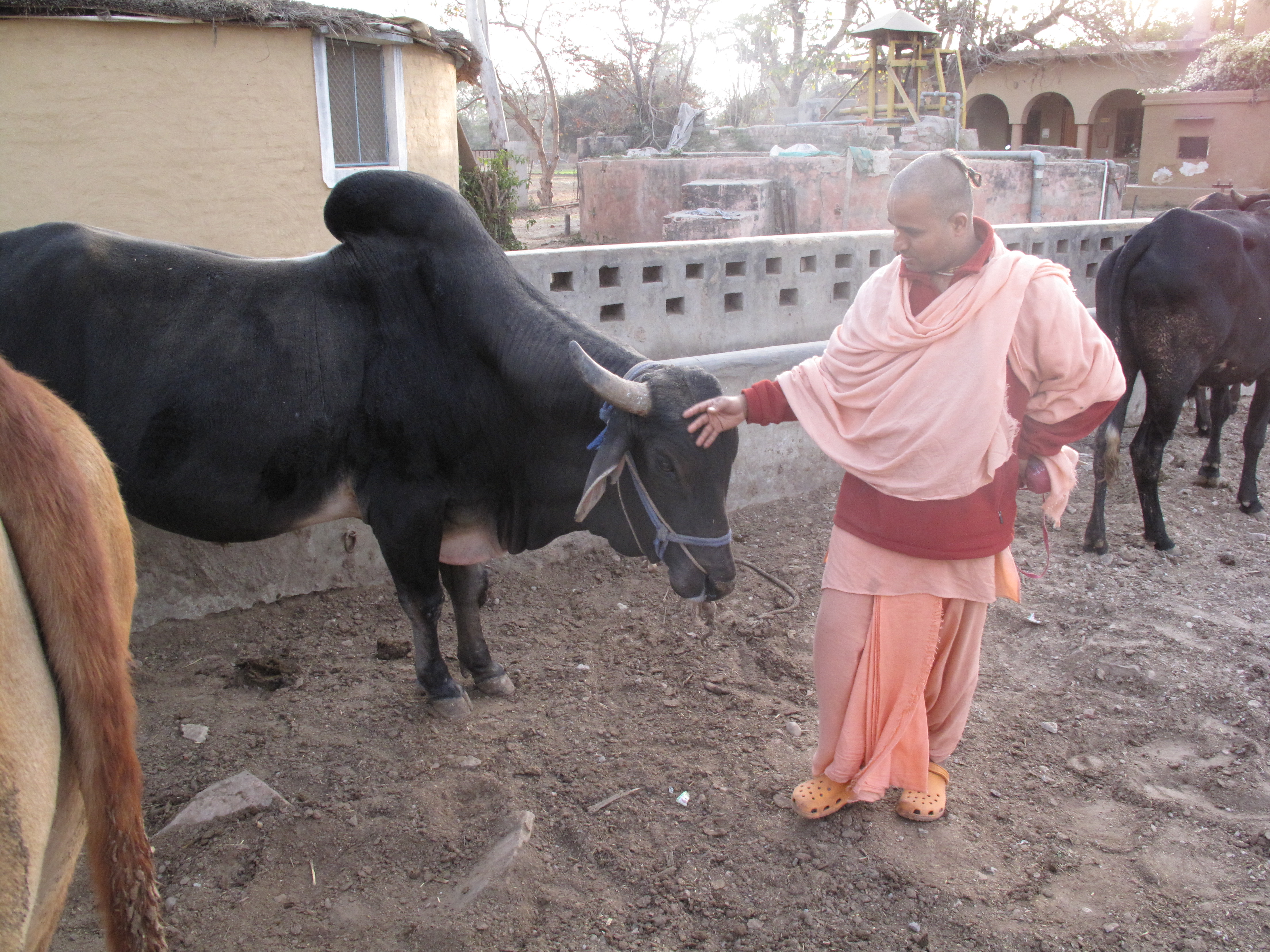 Impressions of India – Cow Welfare | World Cow Girl