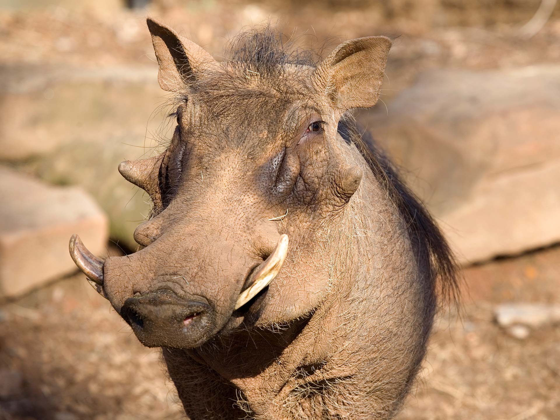 Common Warthog - Zoo Atlanta