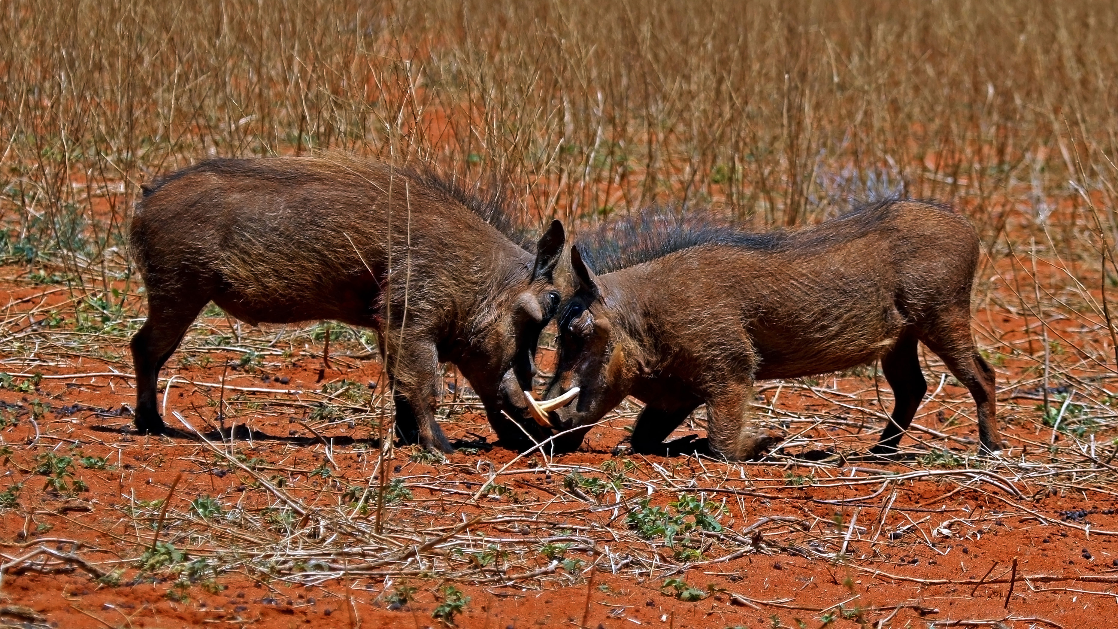 Common warthog - Wikipedia