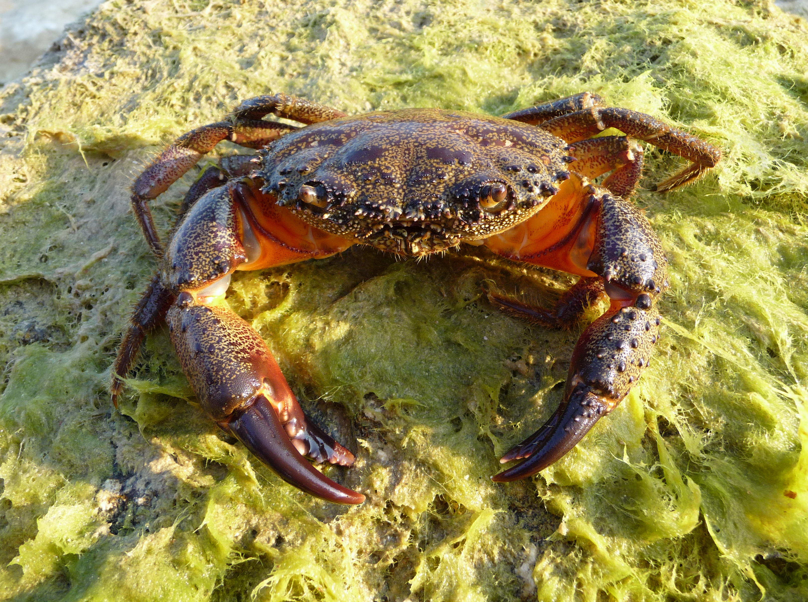 Warty crab photo
