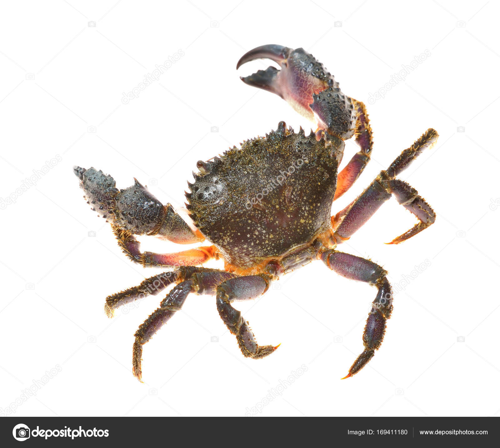 warty crab Eriphia verrucosa — Stock Photo © alex.stemmer #169411180